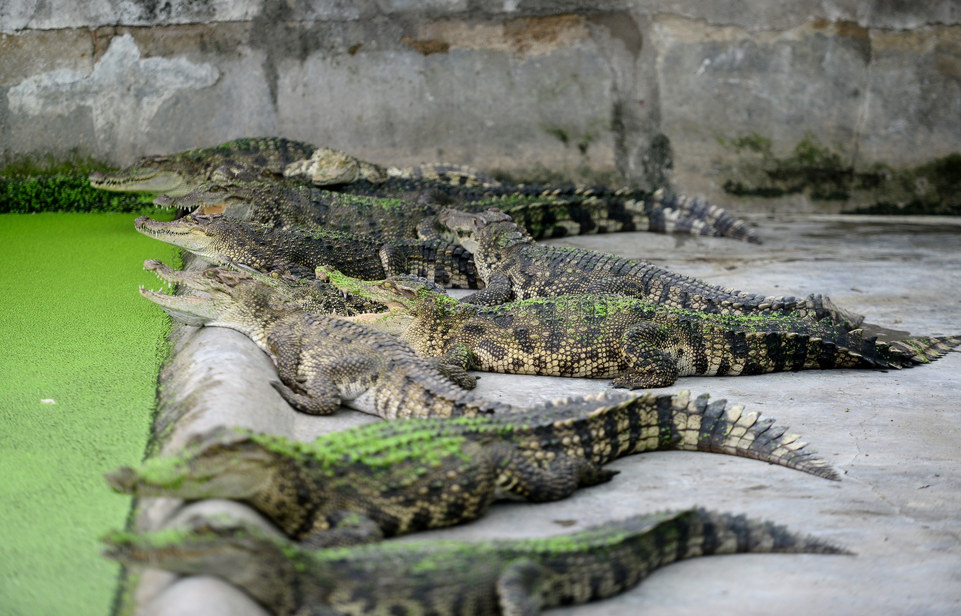 Ben trong trai ca sau san xuat khep kin o Sai Gon anh 3