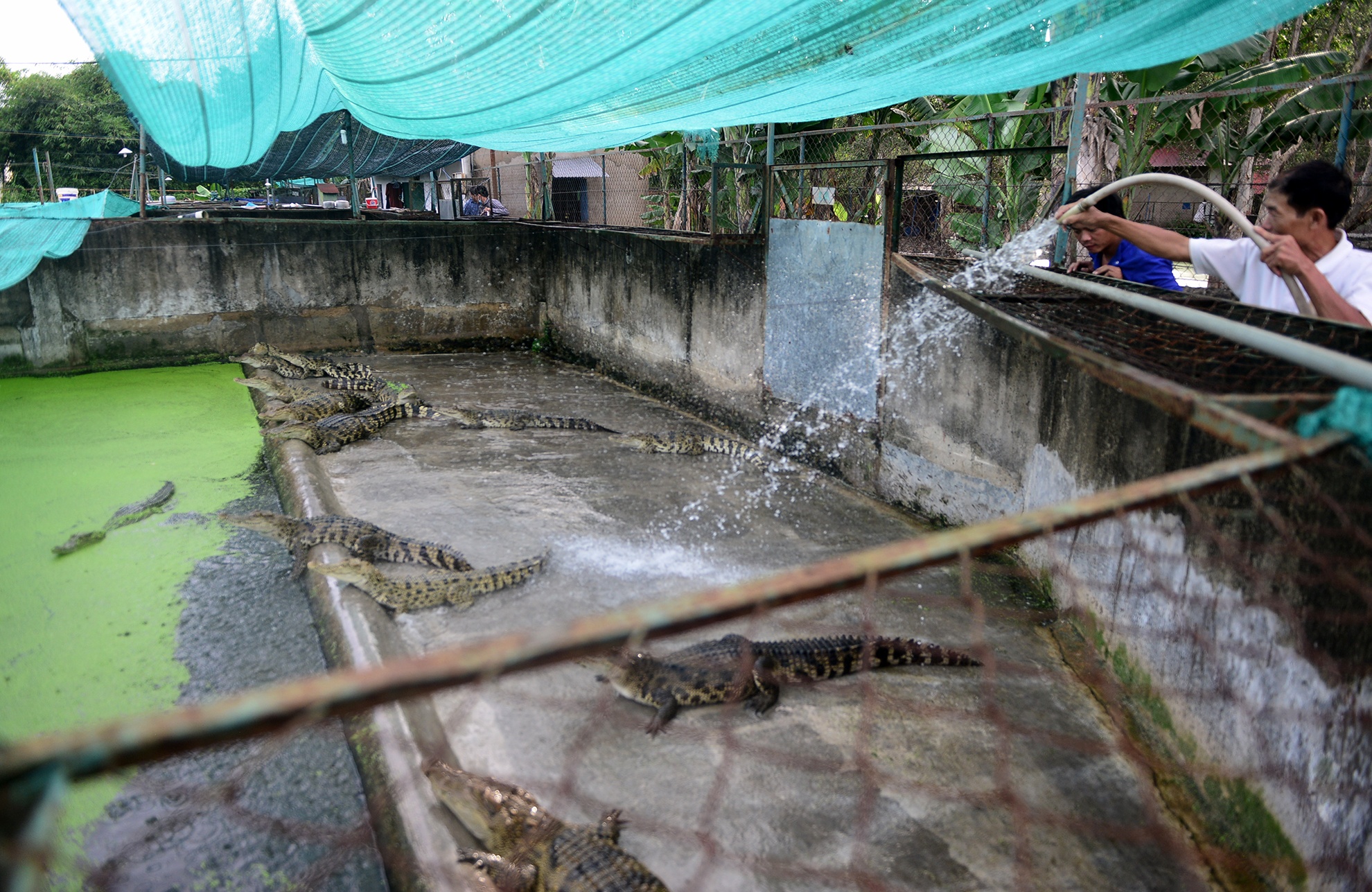 Ben trong trai ca sau san xuat khep kin o Sai Gon anh 4