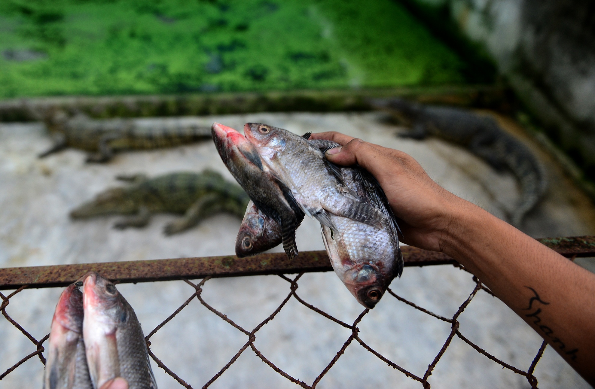 Ben trong trai ca sau san xuat khep kin o Sai Gon anh 5