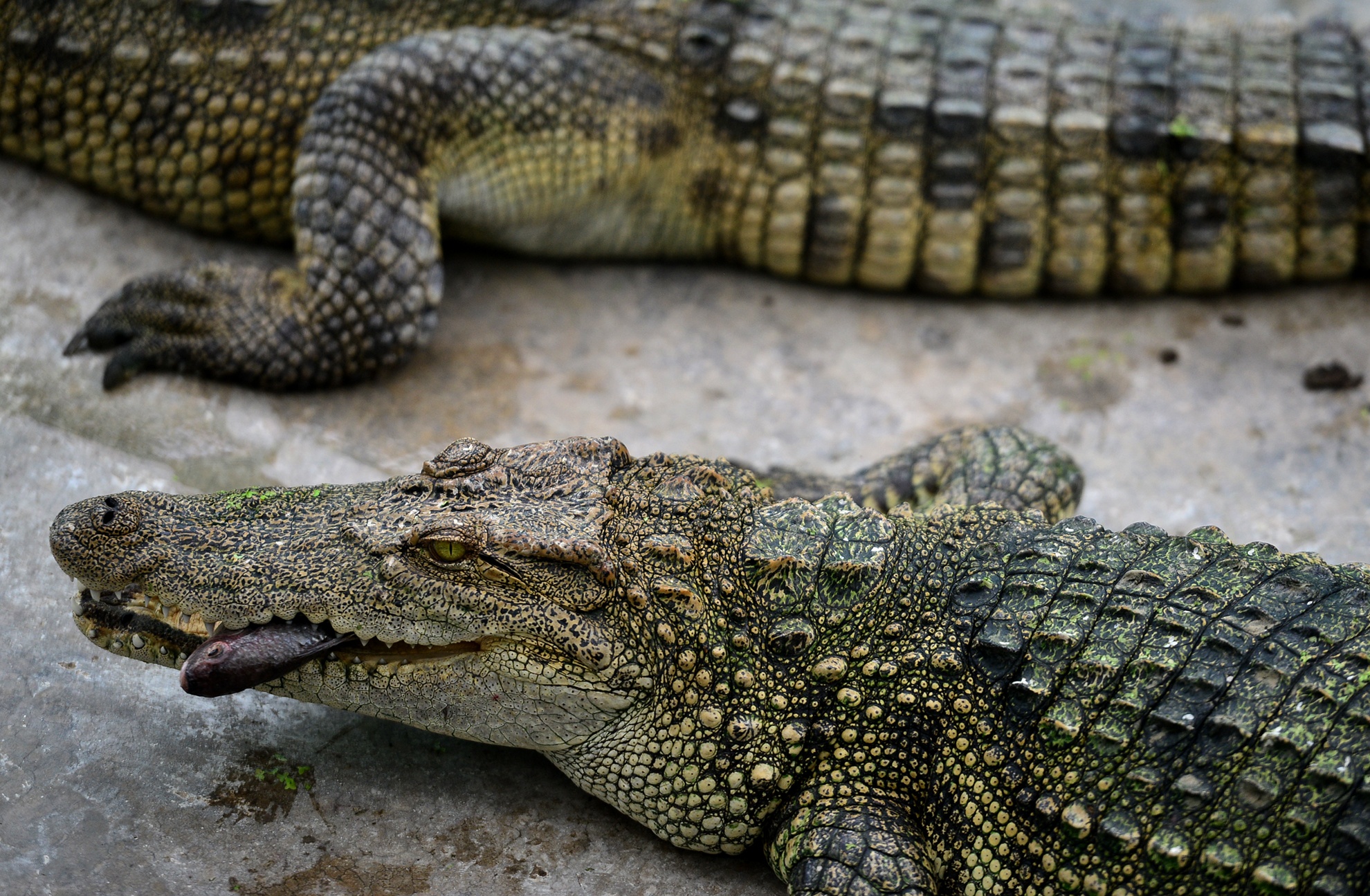 Ben trong trai ca sau san xuat khep kin o Sai Gon anh 6