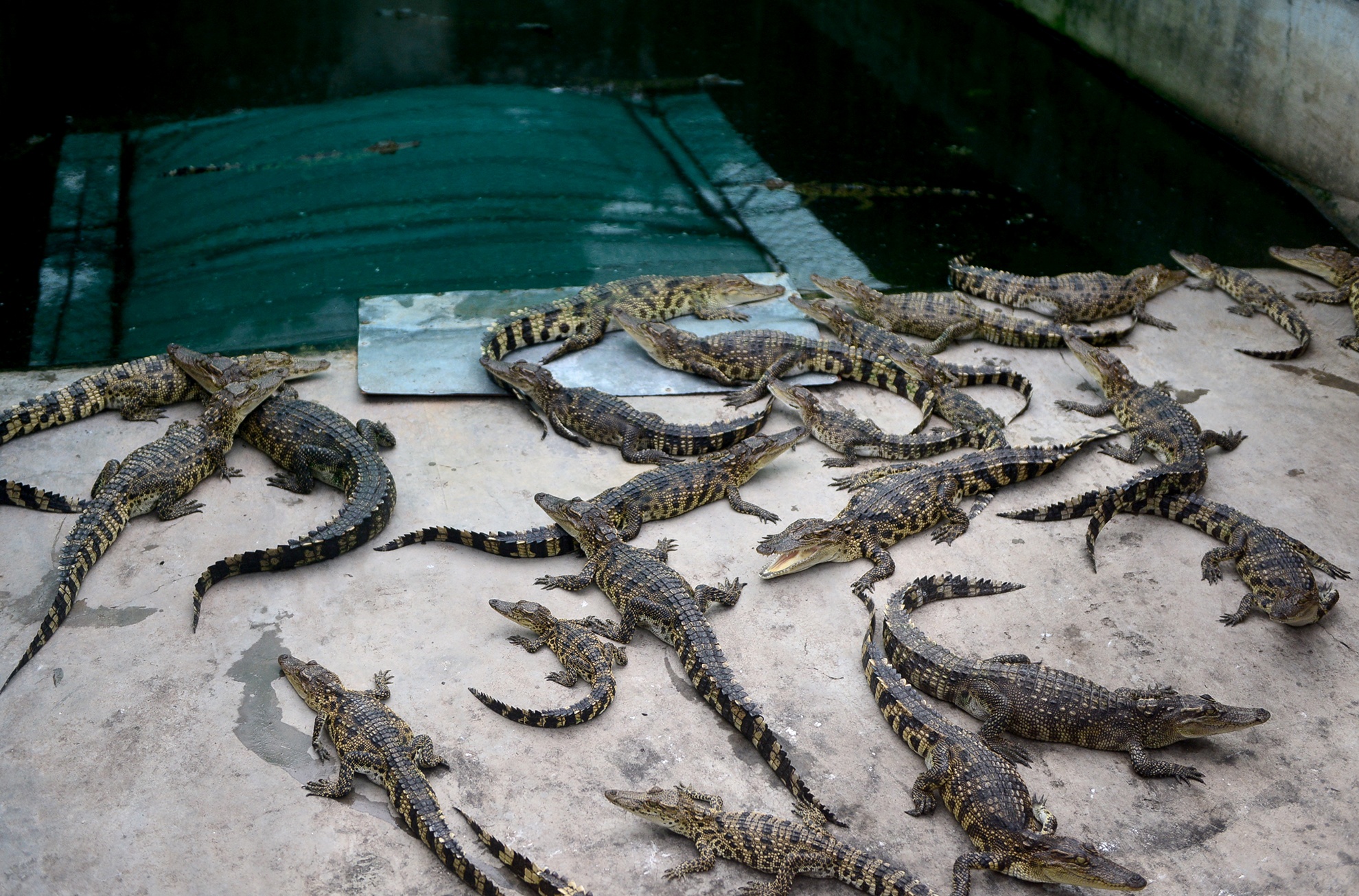 Ben trong trai ca sau san xuat khep kin o Sai Gon anh 7