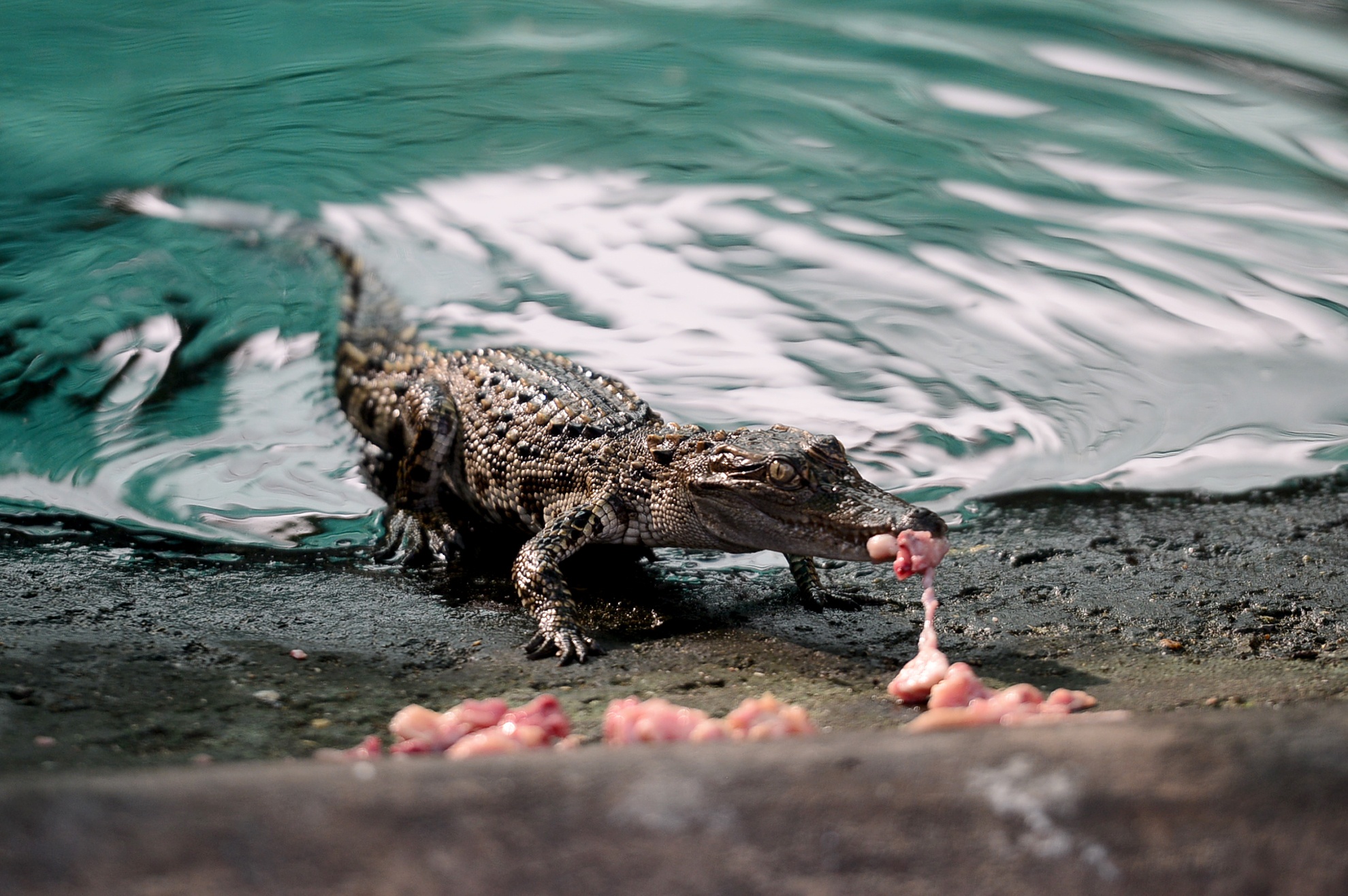 Ben trong trai ca sau san xuat khep kin o Sai Gon anh 8