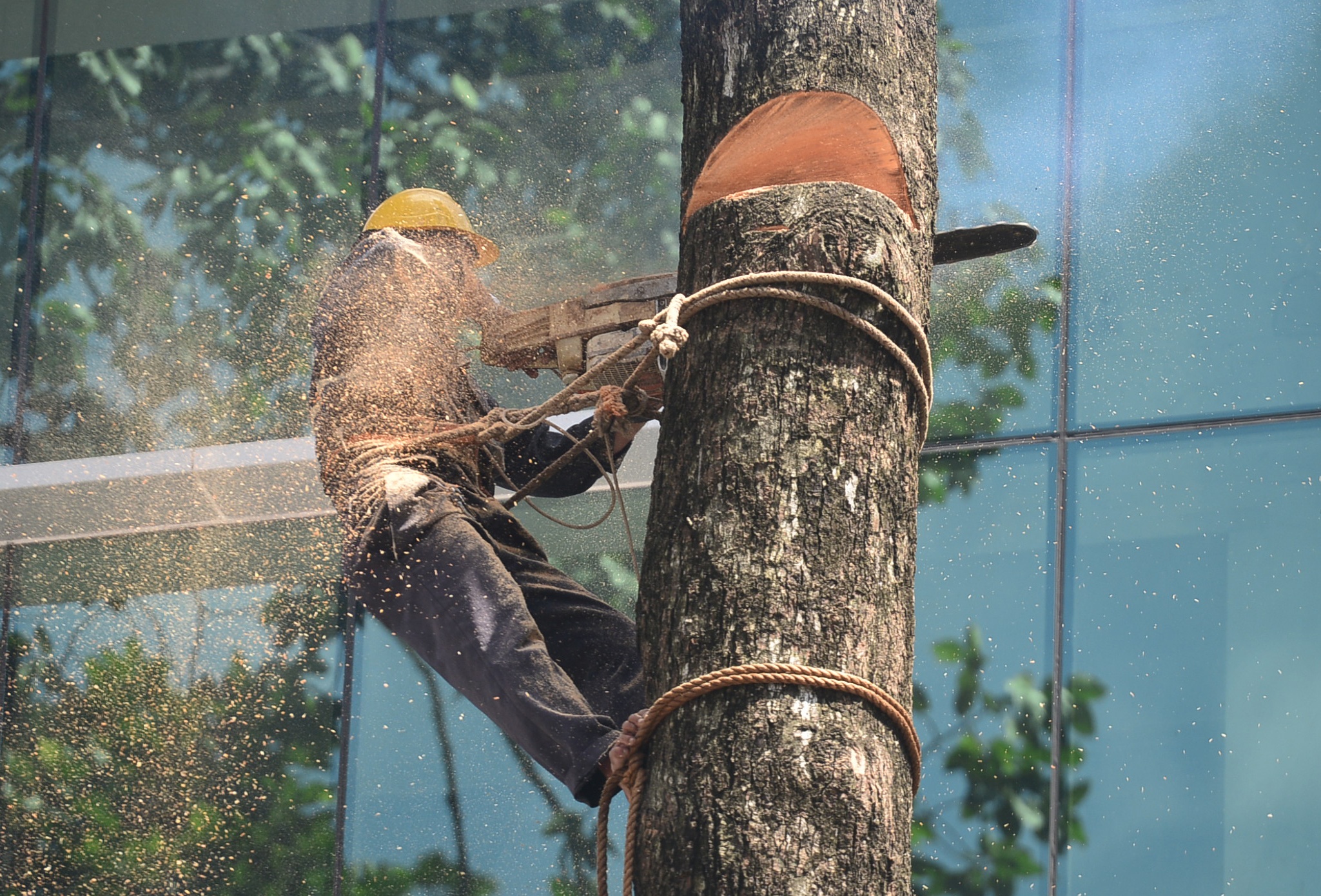 Canh don hang cay dau giua trung tam Sai Gon hinh anh