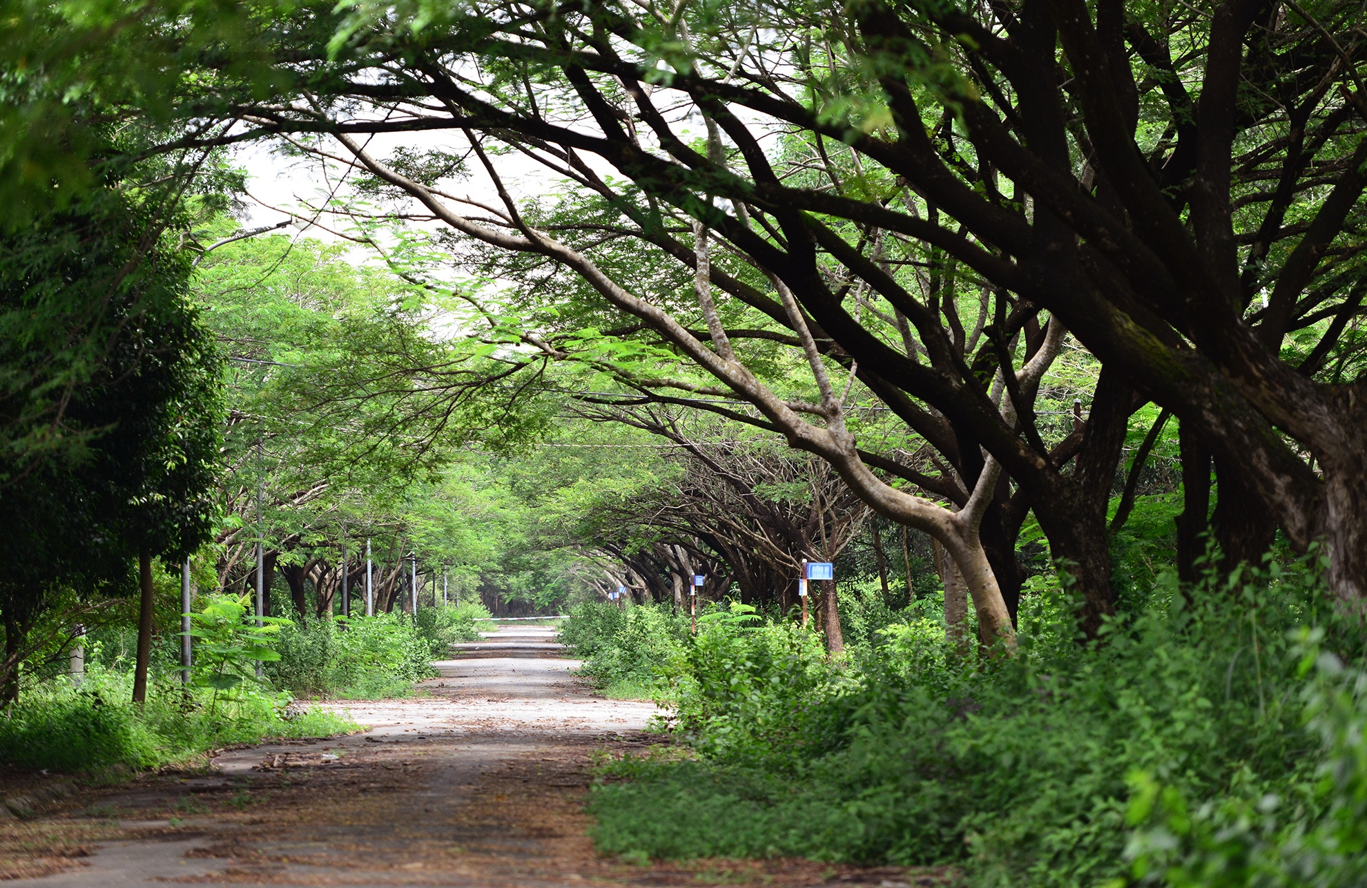 Canh hoang vang o thanh pho moi Nhon Trach anh 18