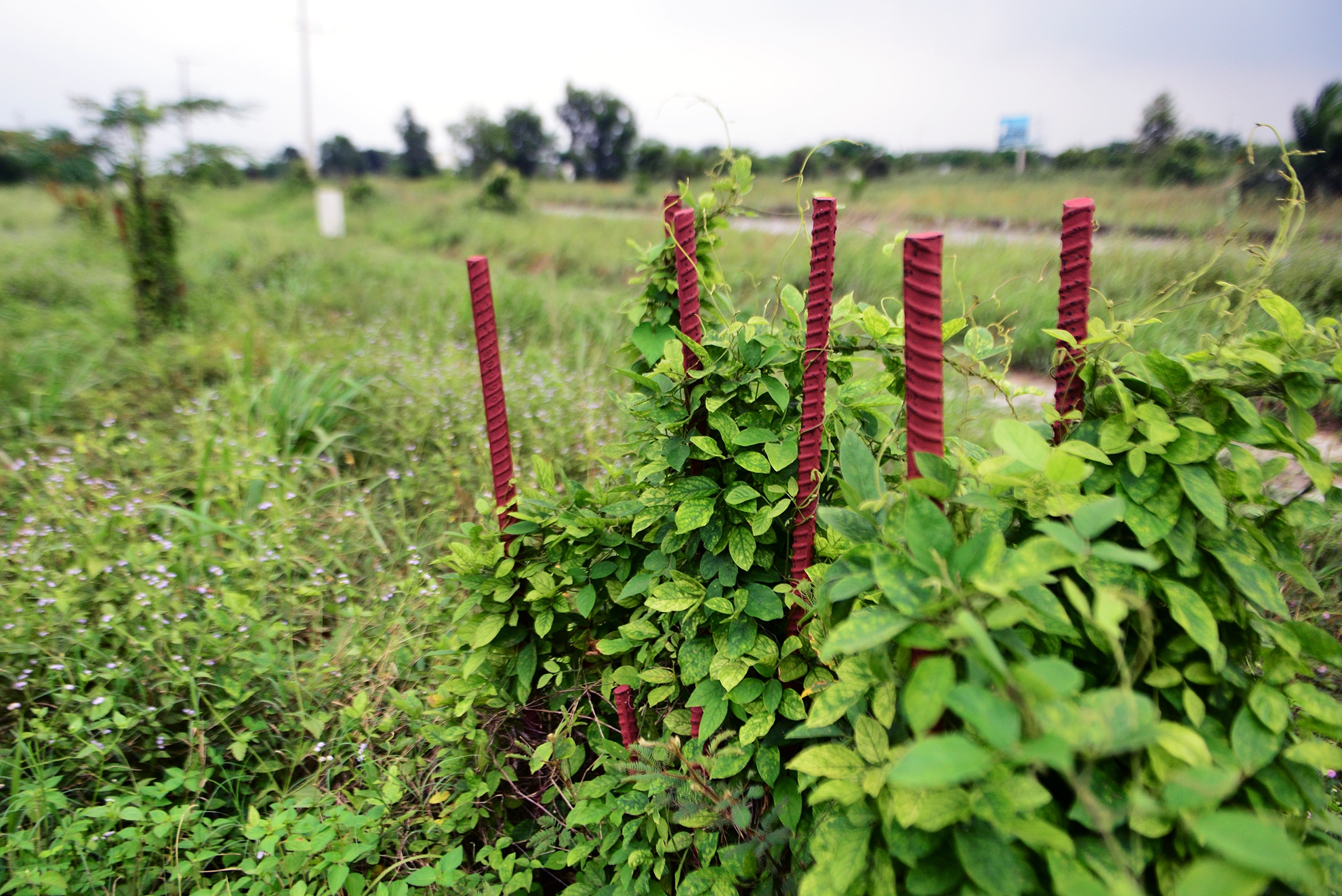 Canh hoang vang o thanh pho moi Nhon Trach anh 20