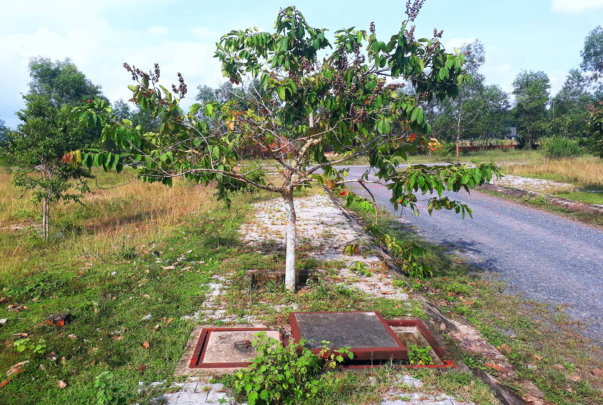 phan lo ban nen quanh san bay Long Thanh anh 6