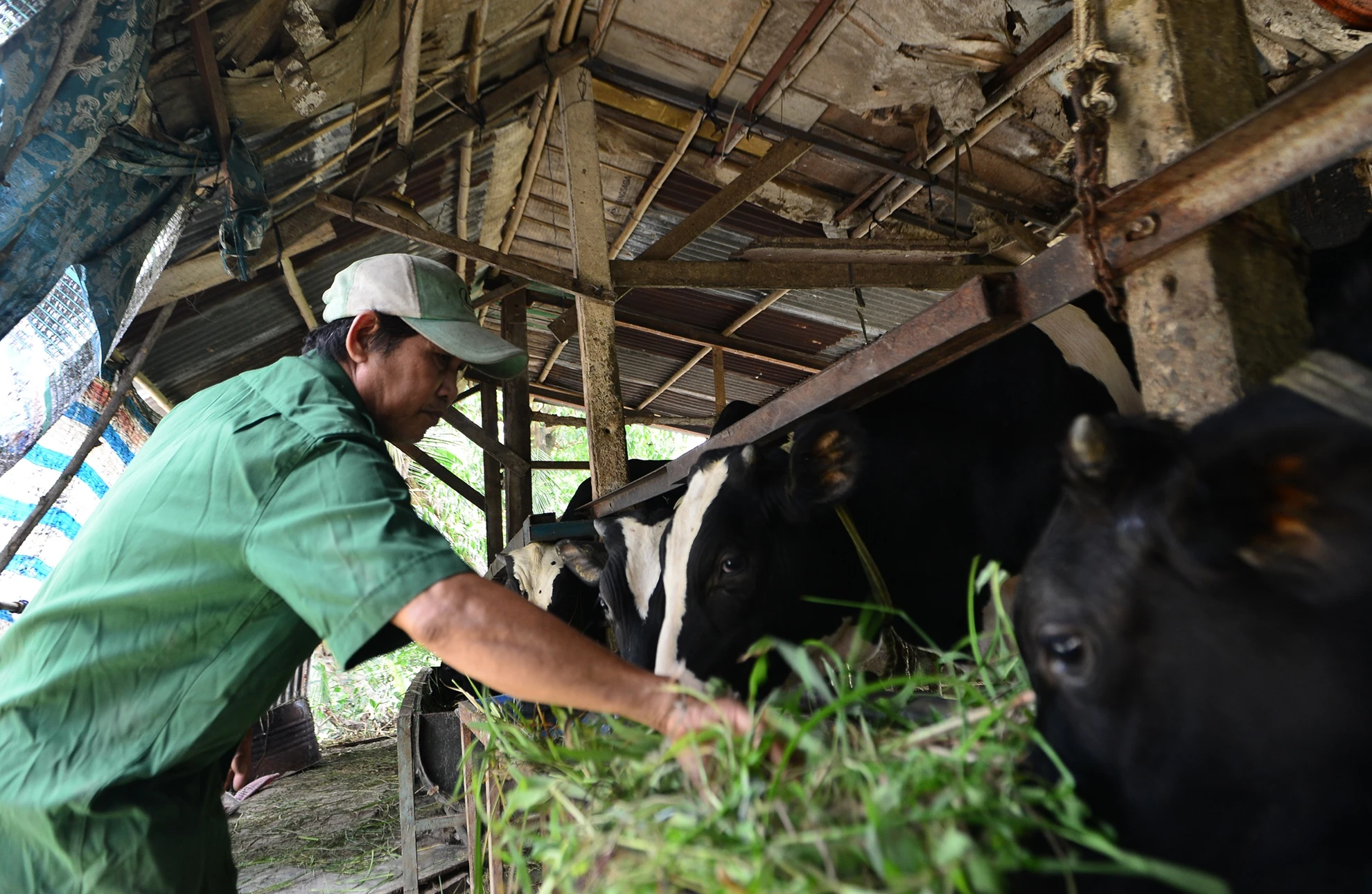Canh mien que tren ban dao gan trung tam Sai Gon anh 16