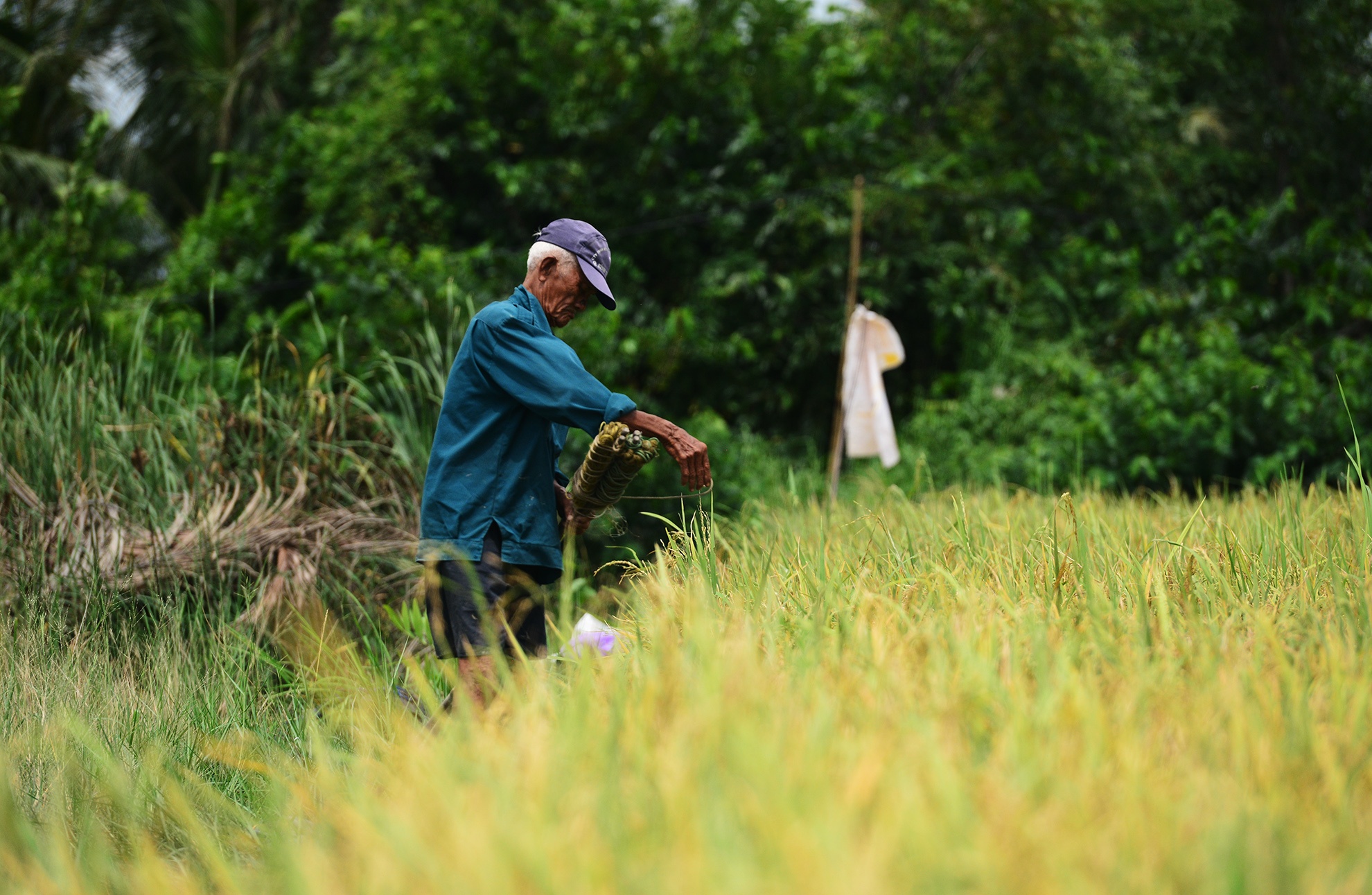 Canh mien que tren ban dao gan trung tam Sai Gon anh 19