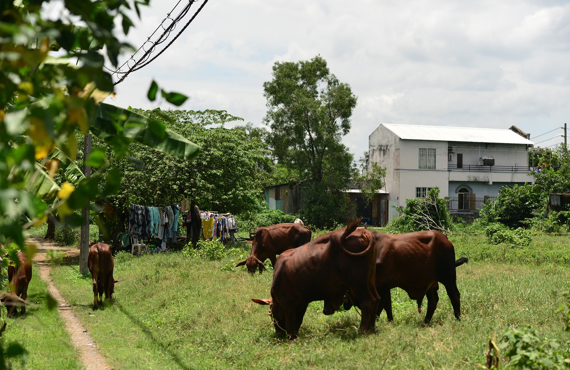 Canh mien que tren ban dao gan trung tam Sai Gon anh 20