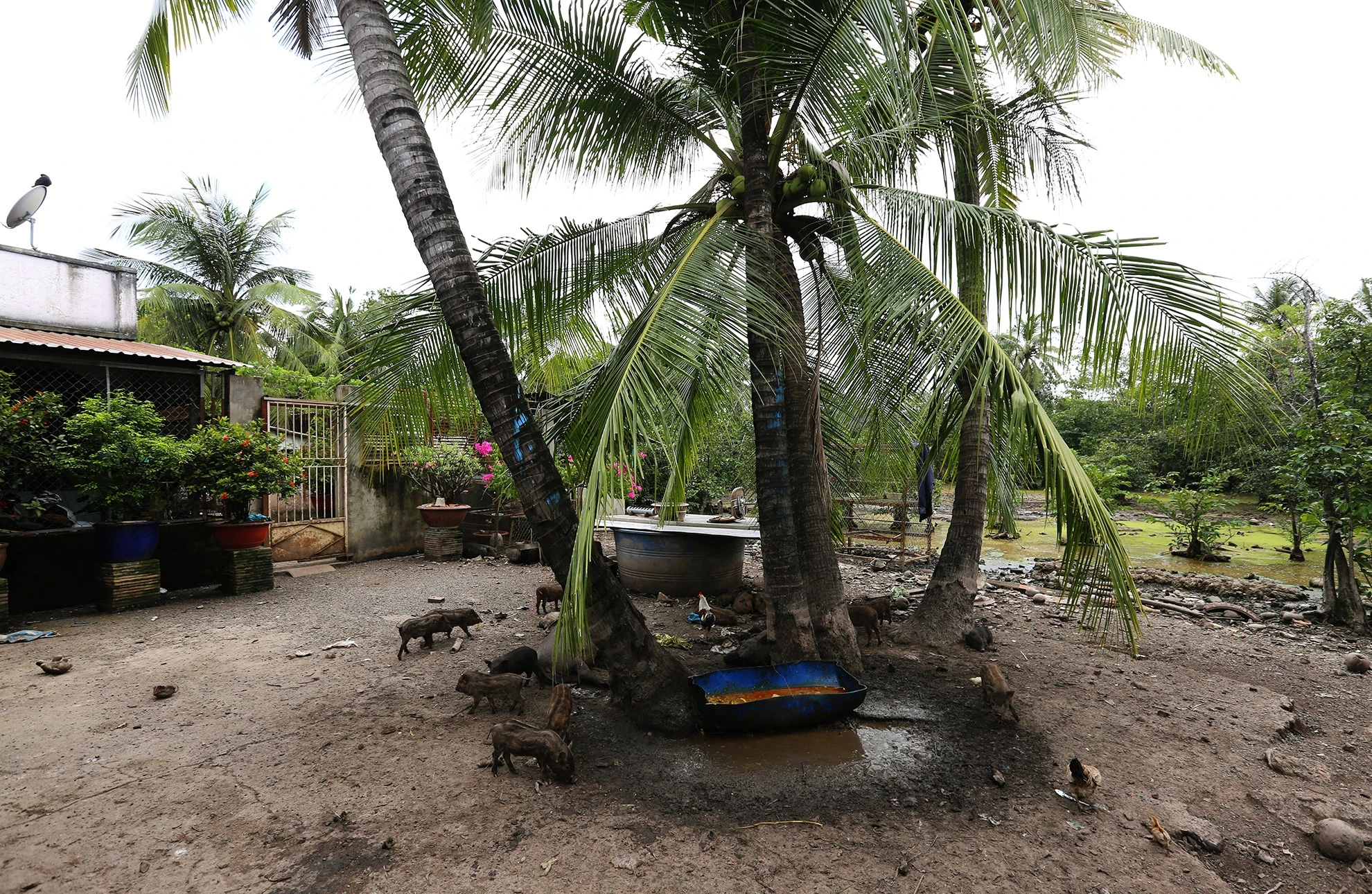 Canh mien que tren ban dao gan trung tam Sai Gon anh 21