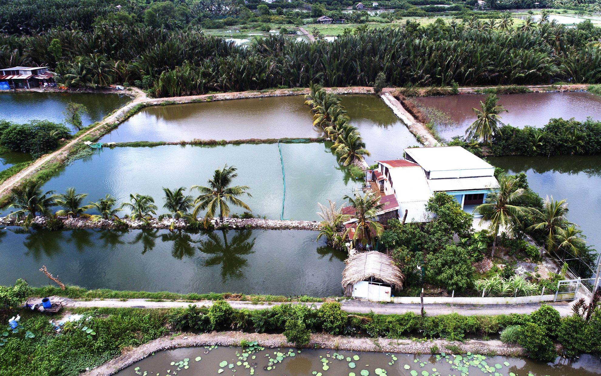 Canh mien que tren ban dao gan trung tam Sai Gon anh 6