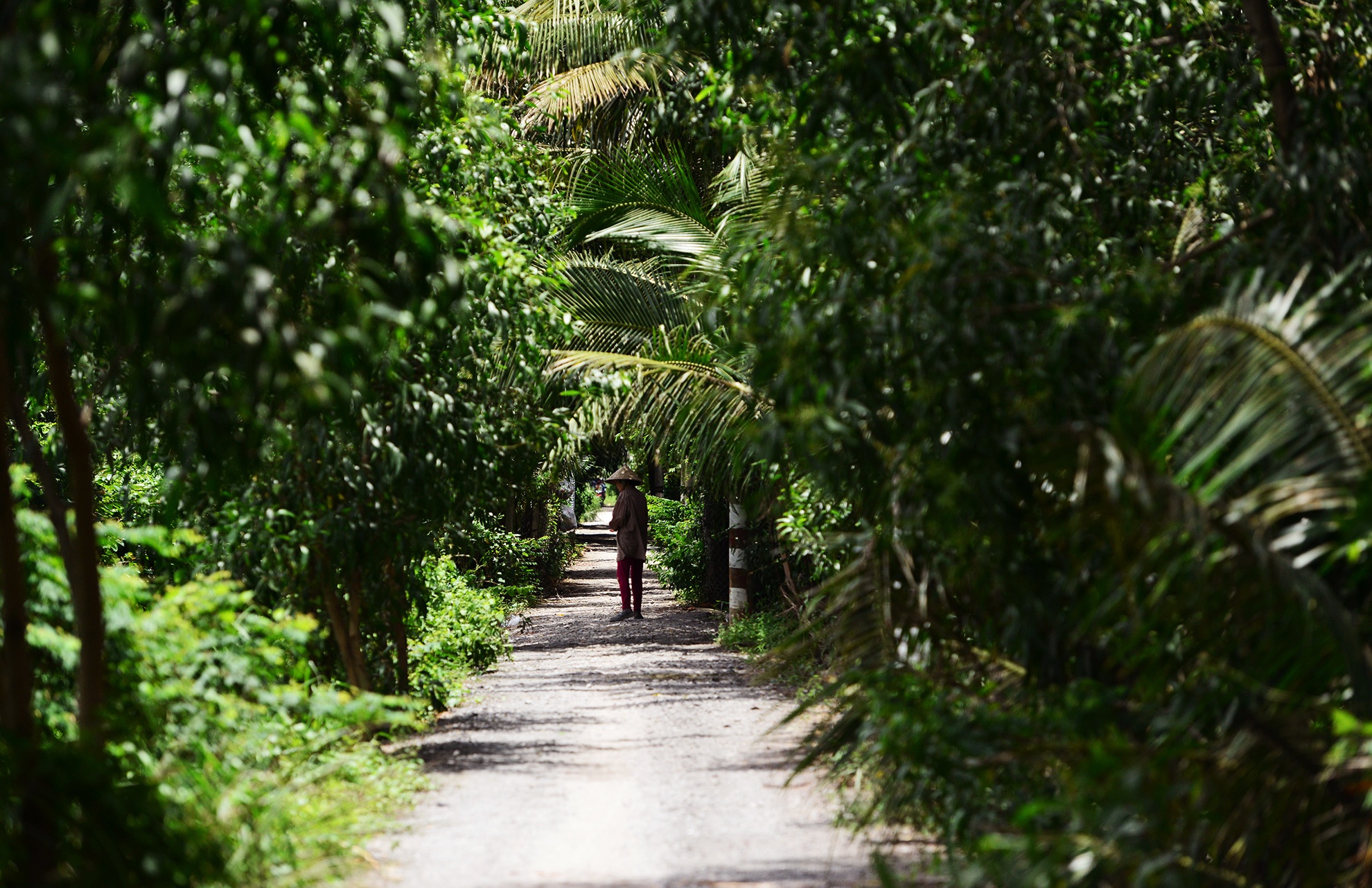 Canh mien que tren ban dao gan trung tam Sai Gon anh 7