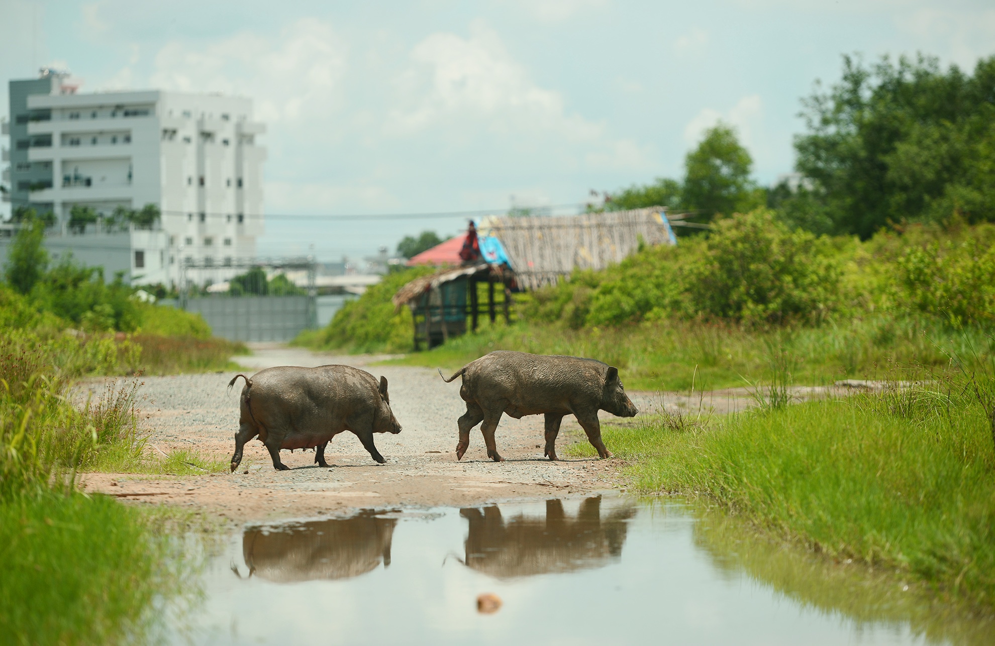 Nhung du an "khung" cua dai gia Truong My Lan o Sa anh 24