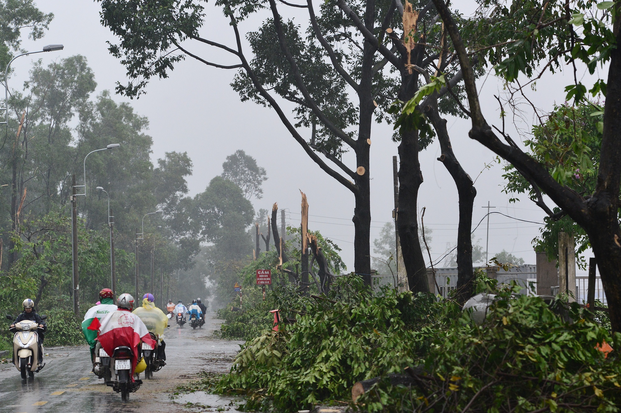 Hang loat cay xanh gay do sau tran loc xoay o Thu Duc hinh anh