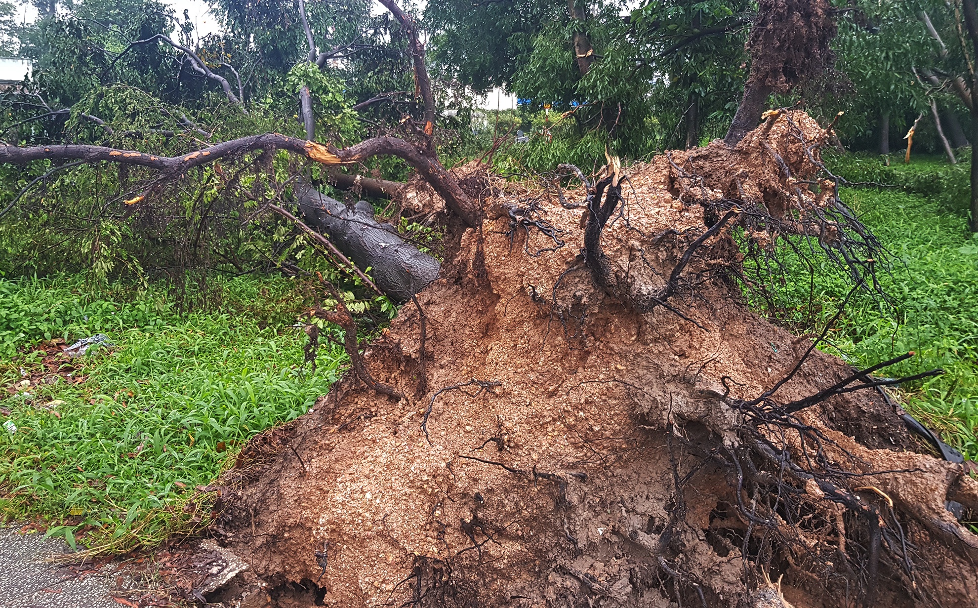 Hang tram cay xanh bi gay do do loc xoay o Sai Gon anh 3