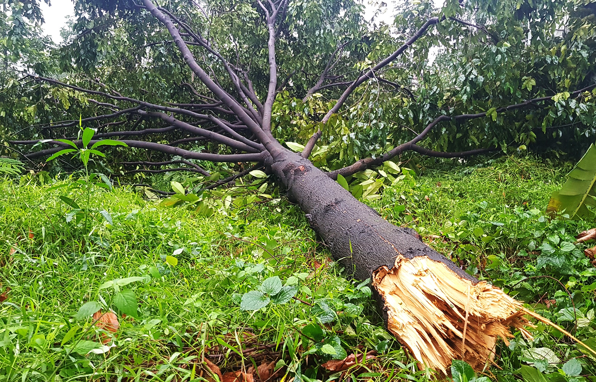 Hang tram cay xanh bi gay do do loc xoay o Sai Gon anh 4