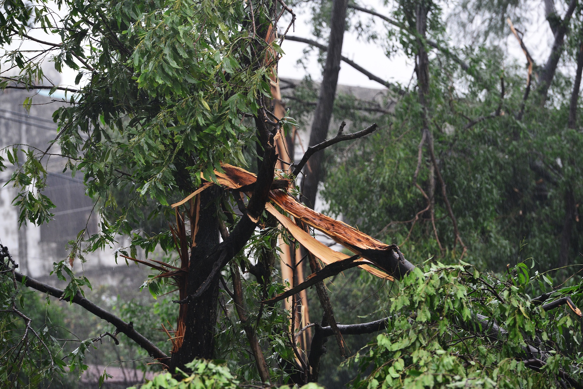 Hang tram cay xanh bi gay do do loc xoay o Sai Gon anh 5