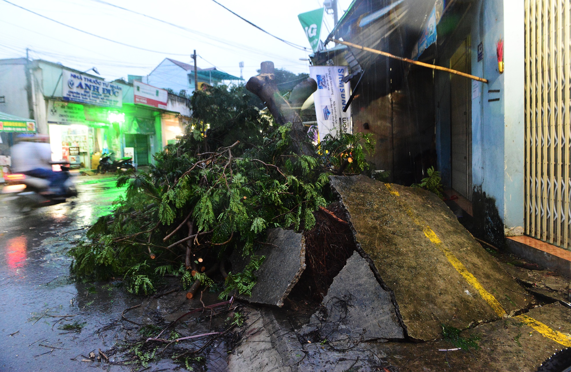 Hang tram cay xanh bi gay do do loc xoay o Sai Gon anh 7