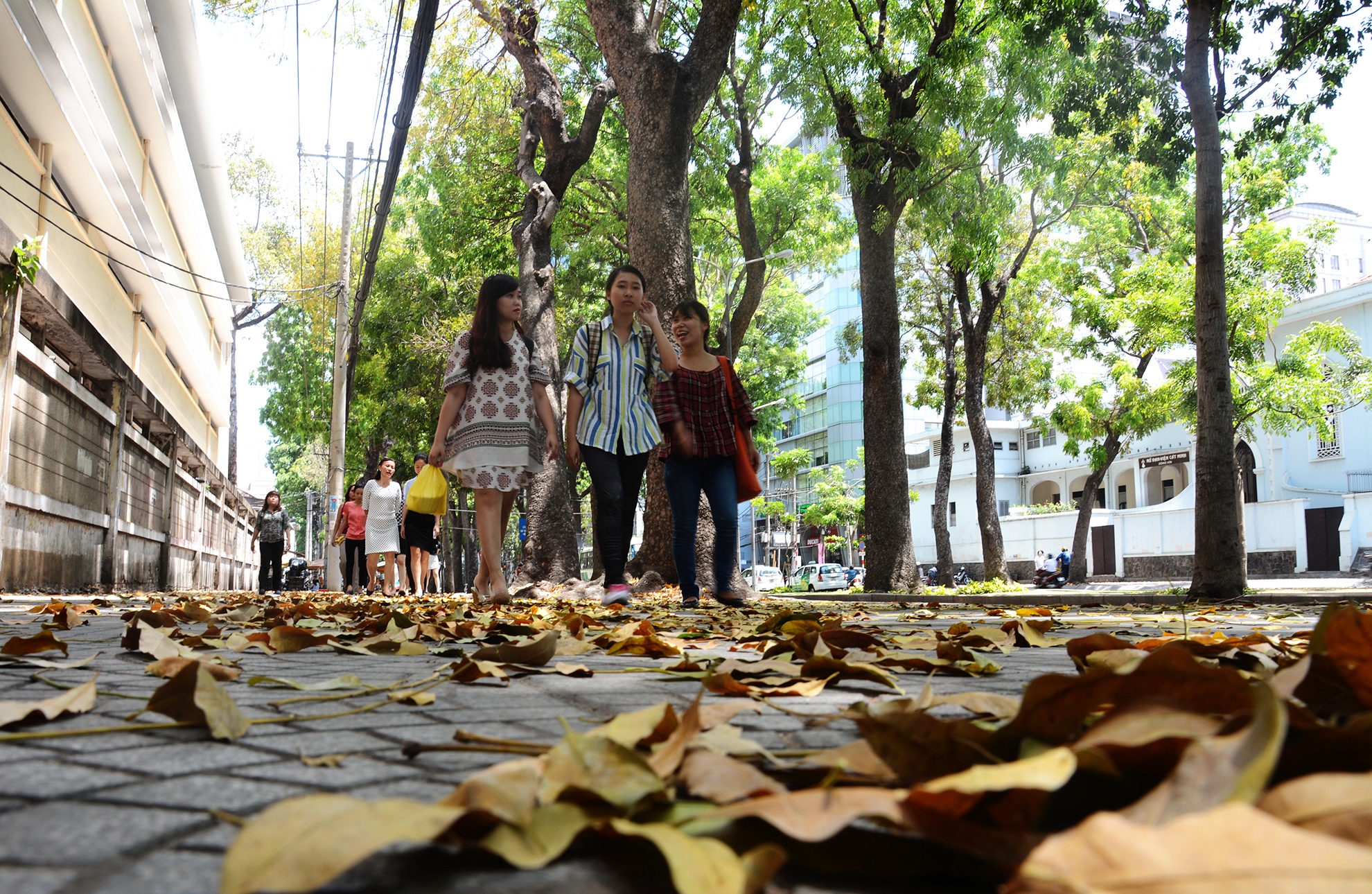 hang cay duong Ton Duc Thang truoc va sau khi don anh 21