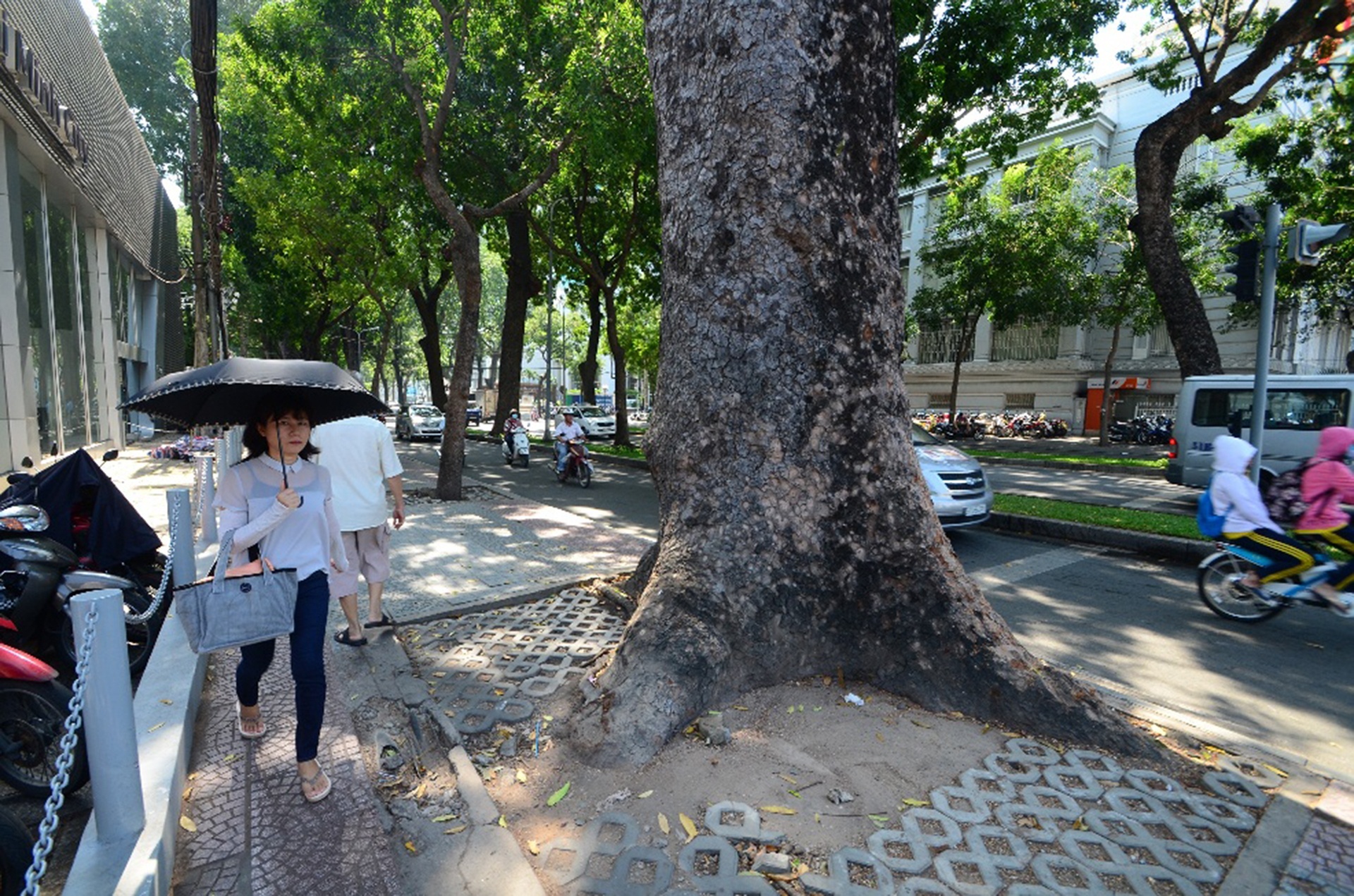 hang cay duong Ton Duc Thang truoc va sau khi don anh 27