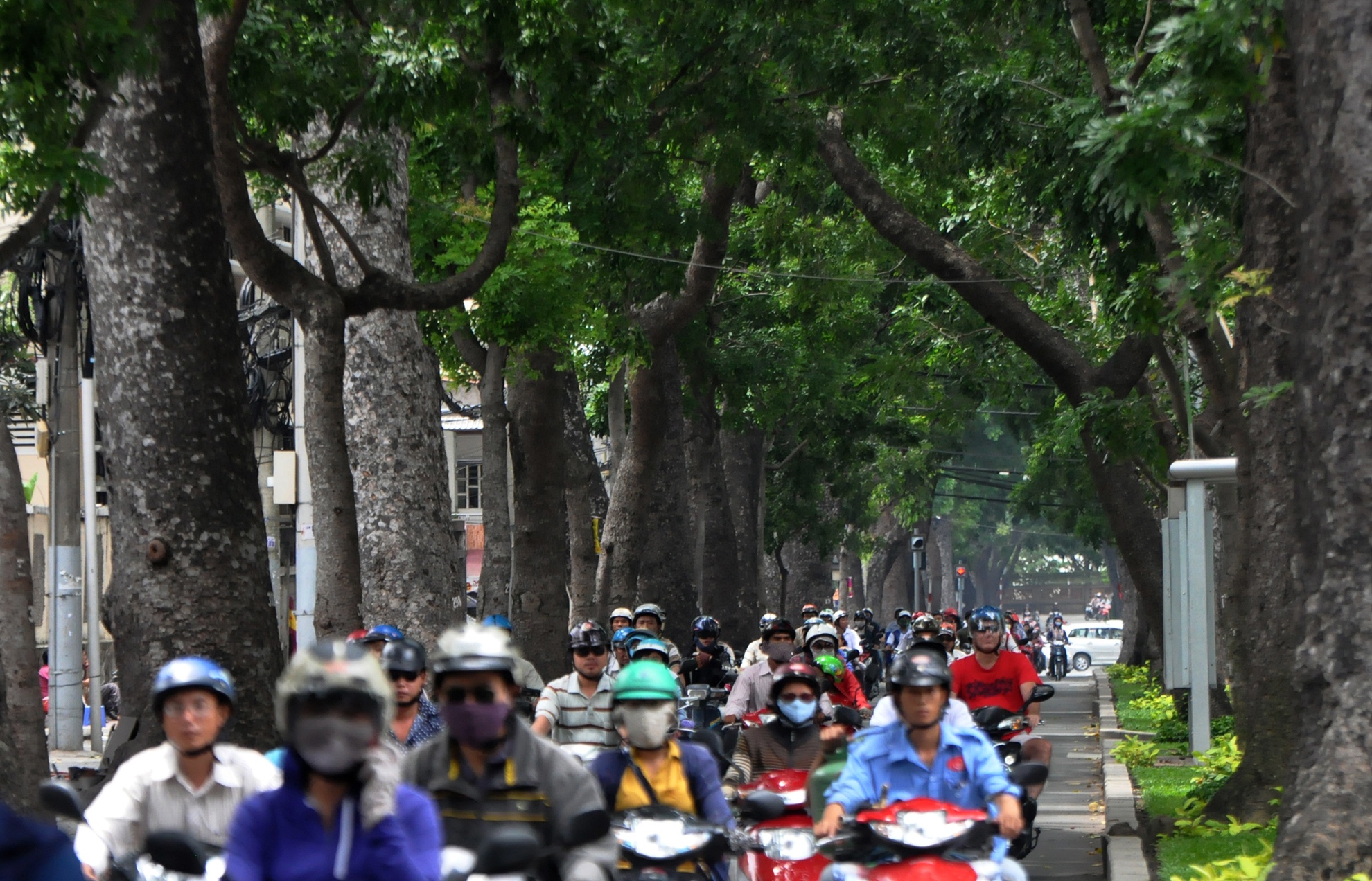 hang cay duong Ton Duc Thang truoc va sau khi don anh 13