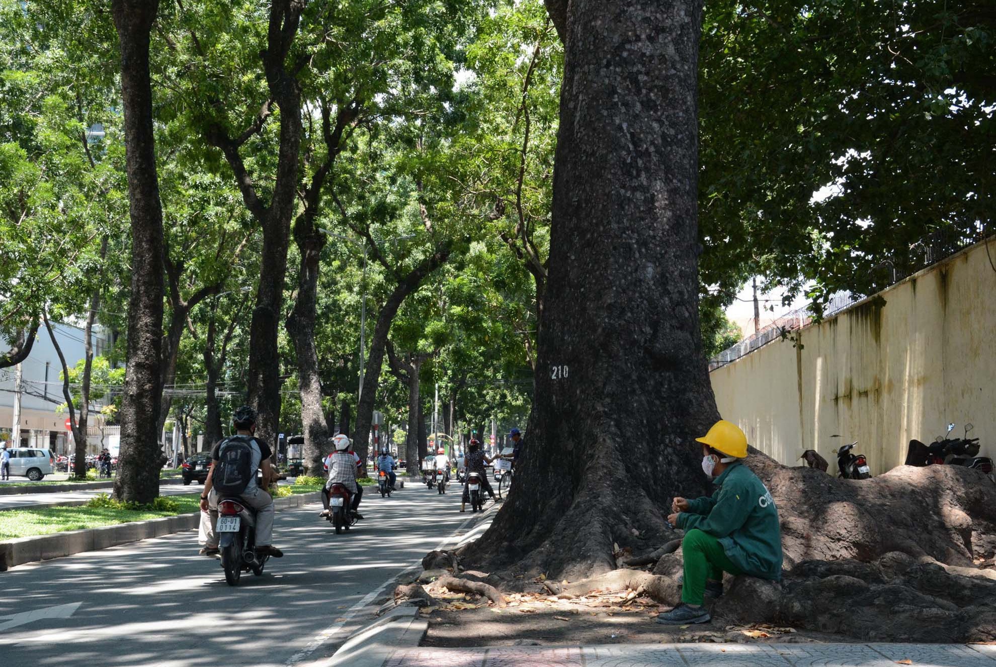 hang cay duong Ton Duc Thang truoc va sau khi don anh 33