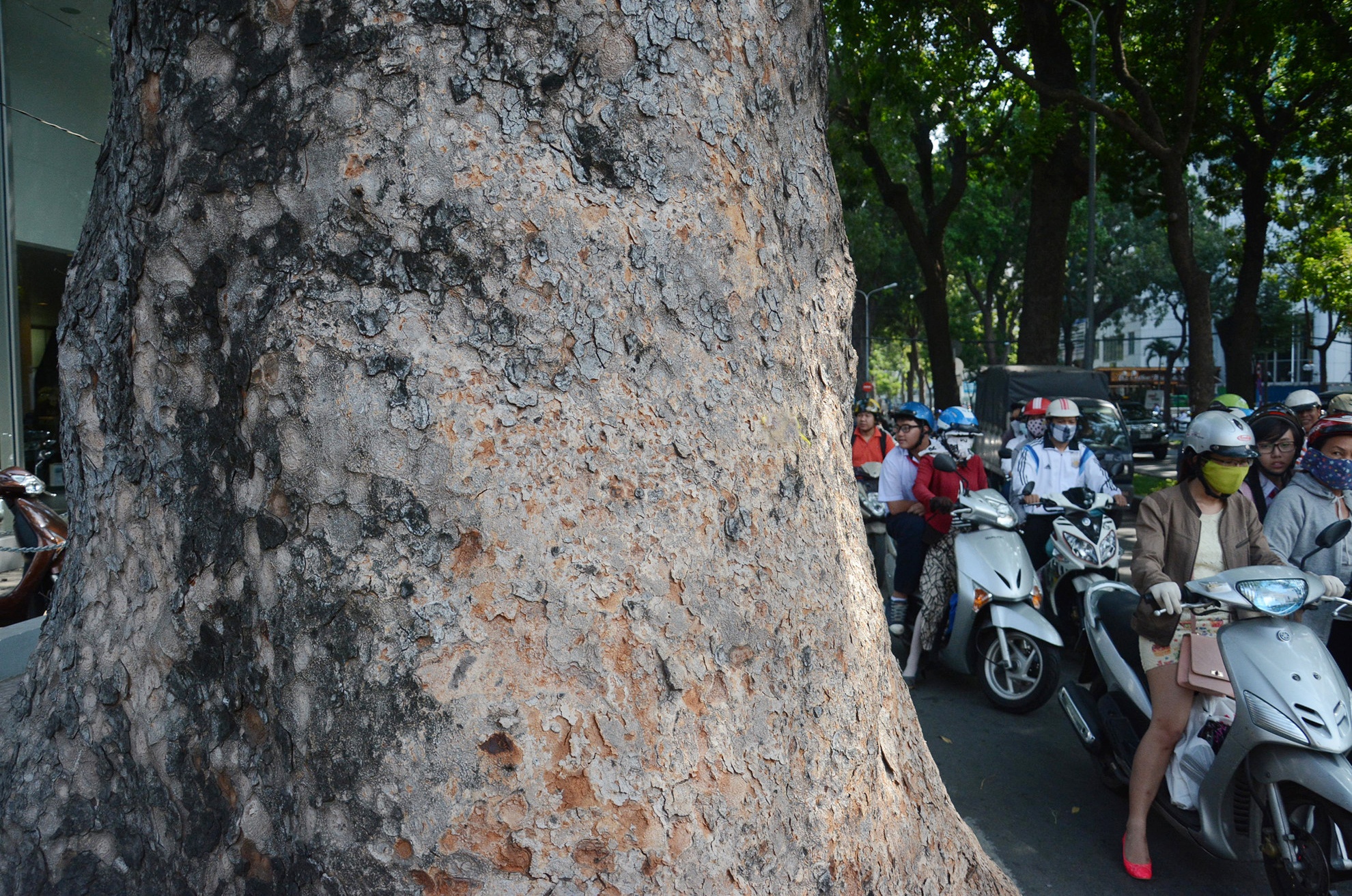 hang cay duong Ton Duc Thang truoc va sau khi don anh 29