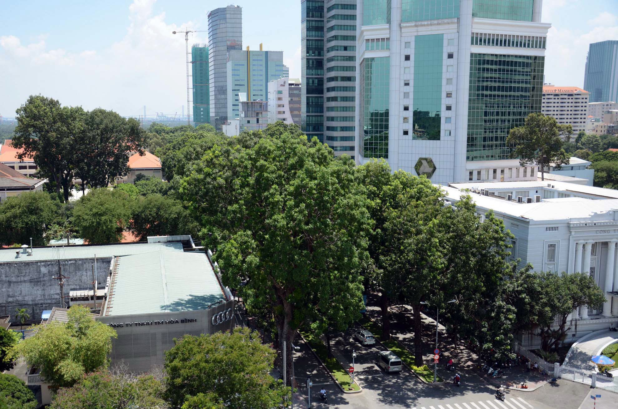 hang cay duong Ton Duc Thang truoc va sau khi don anh 5