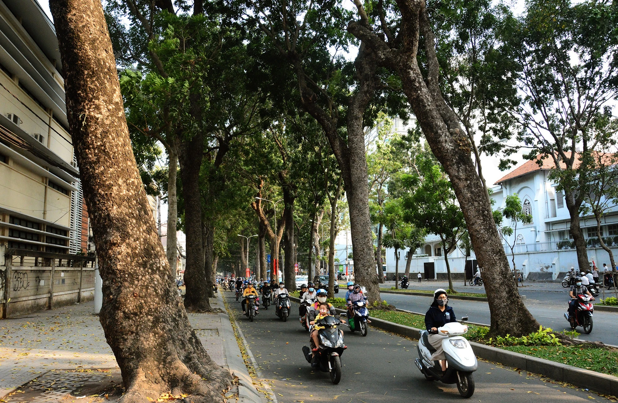 hang cay duong Ton Duc Thang truoc va sau khi don anh 11