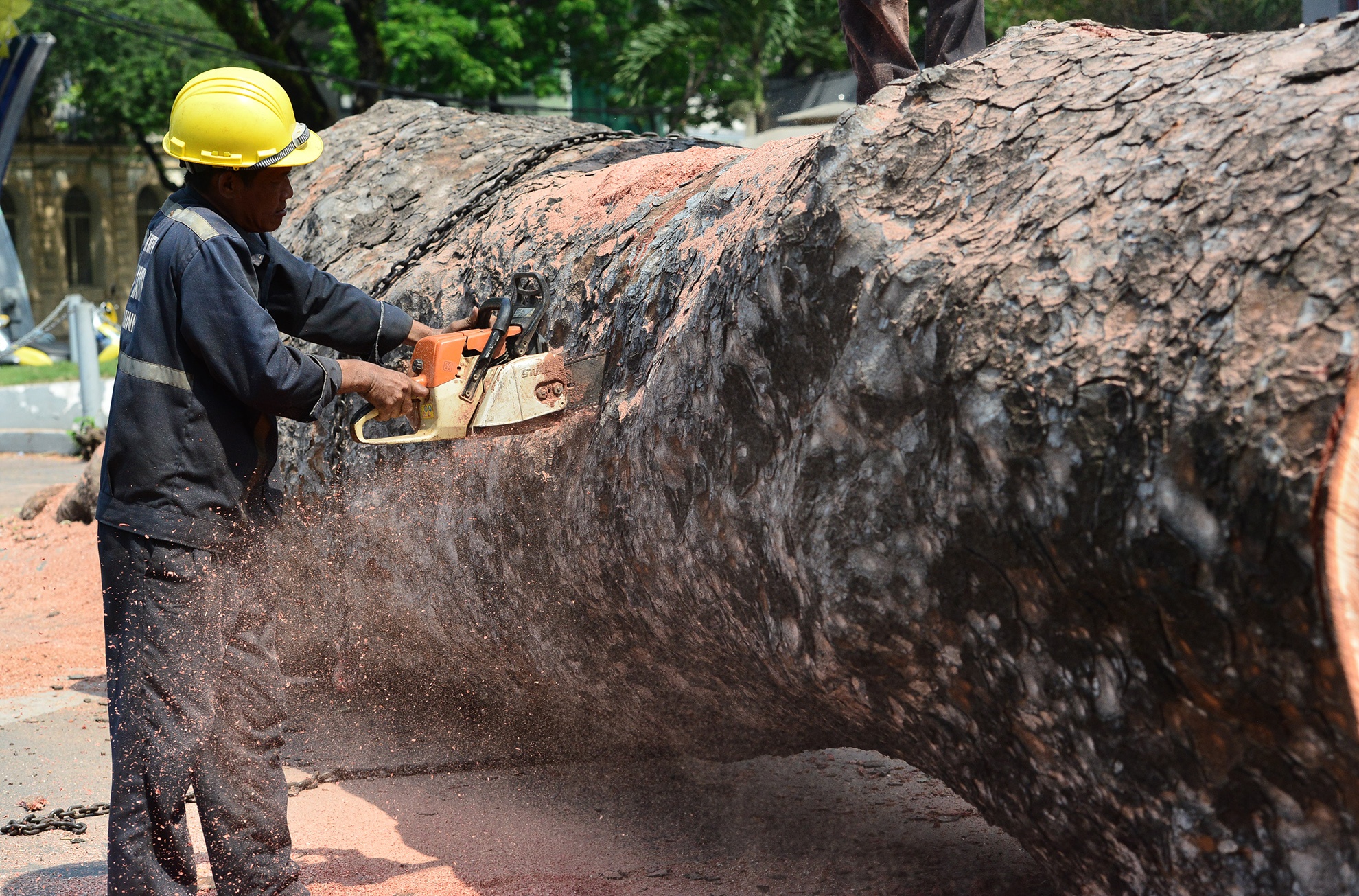 Canh don co thu tram tuoi o co duong kinh hon 1 m o Sai Gon hinh anh
