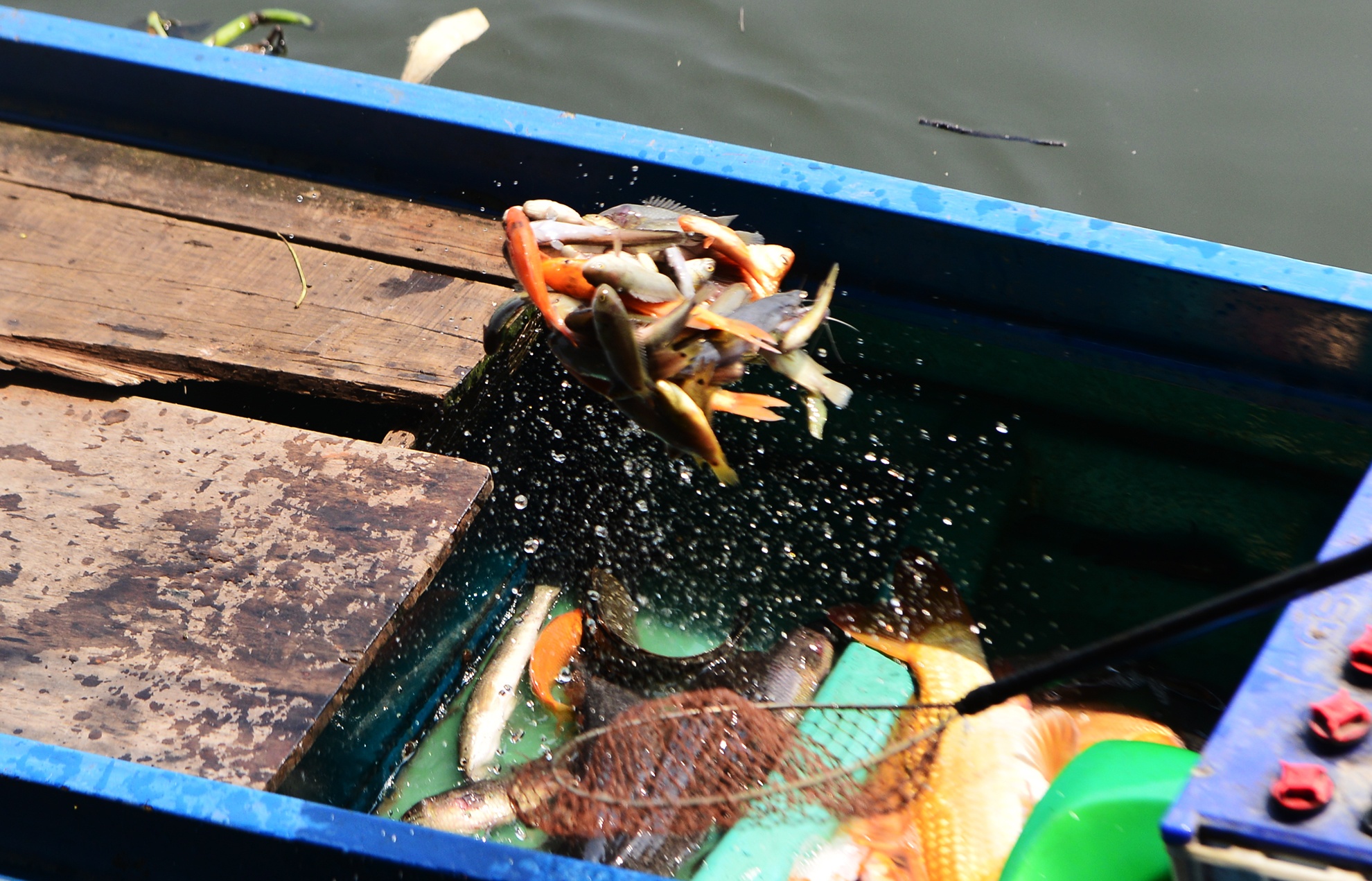 bat ca phong sinh ban ngay truoc cong chua anh 12