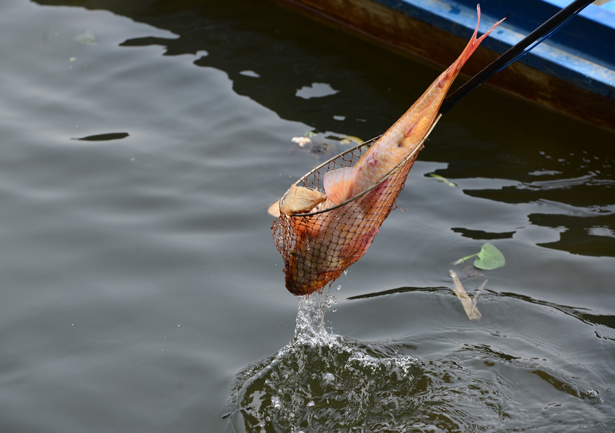 bat ca phong sinh ban ngay truoc cong chua anh 14