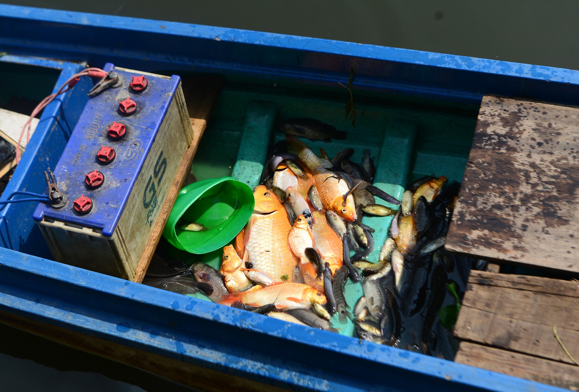 bat ca phong sinh ban ngay truoc cong chua anh 15