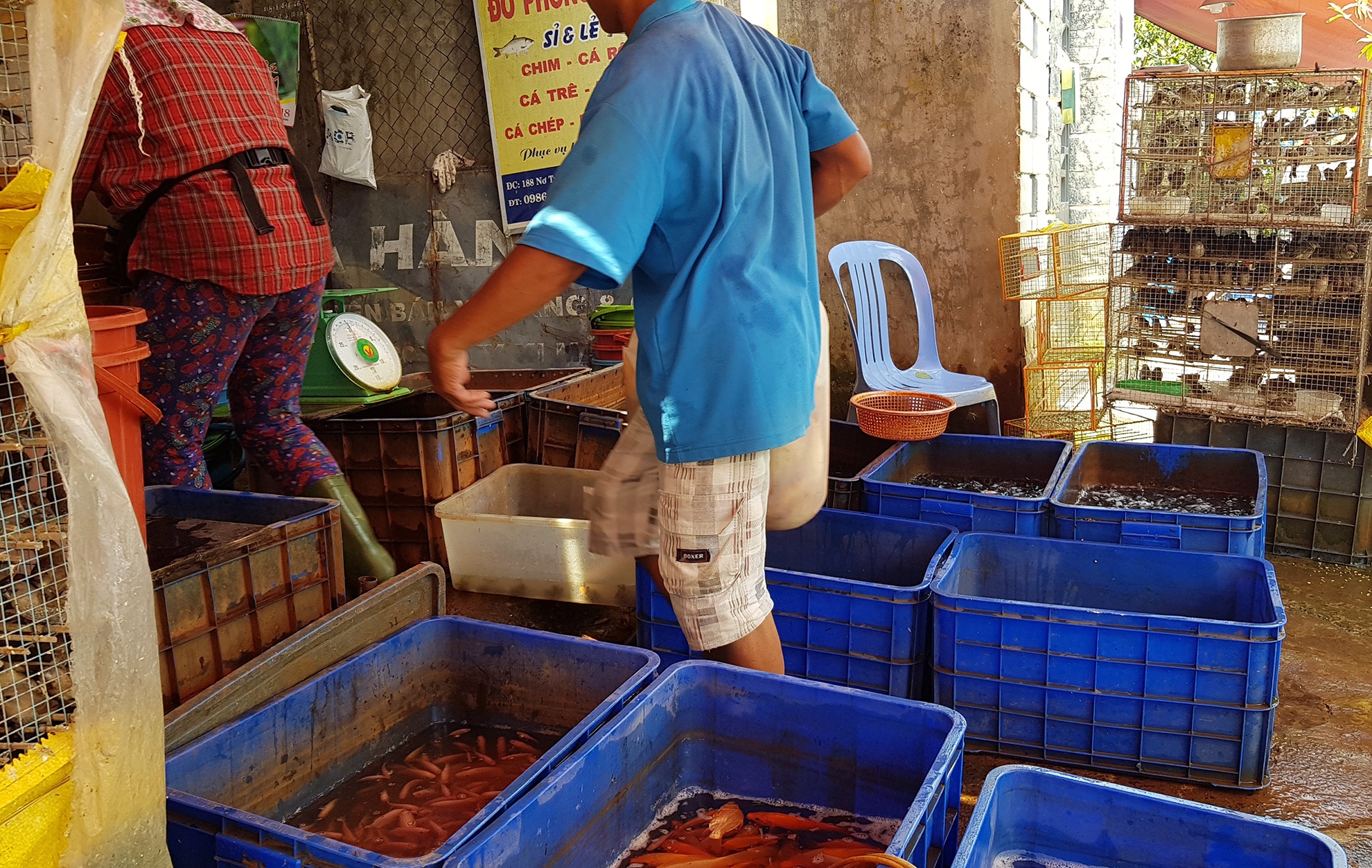 bat ca phong sinh ban ngay truoc cong chua anh 17