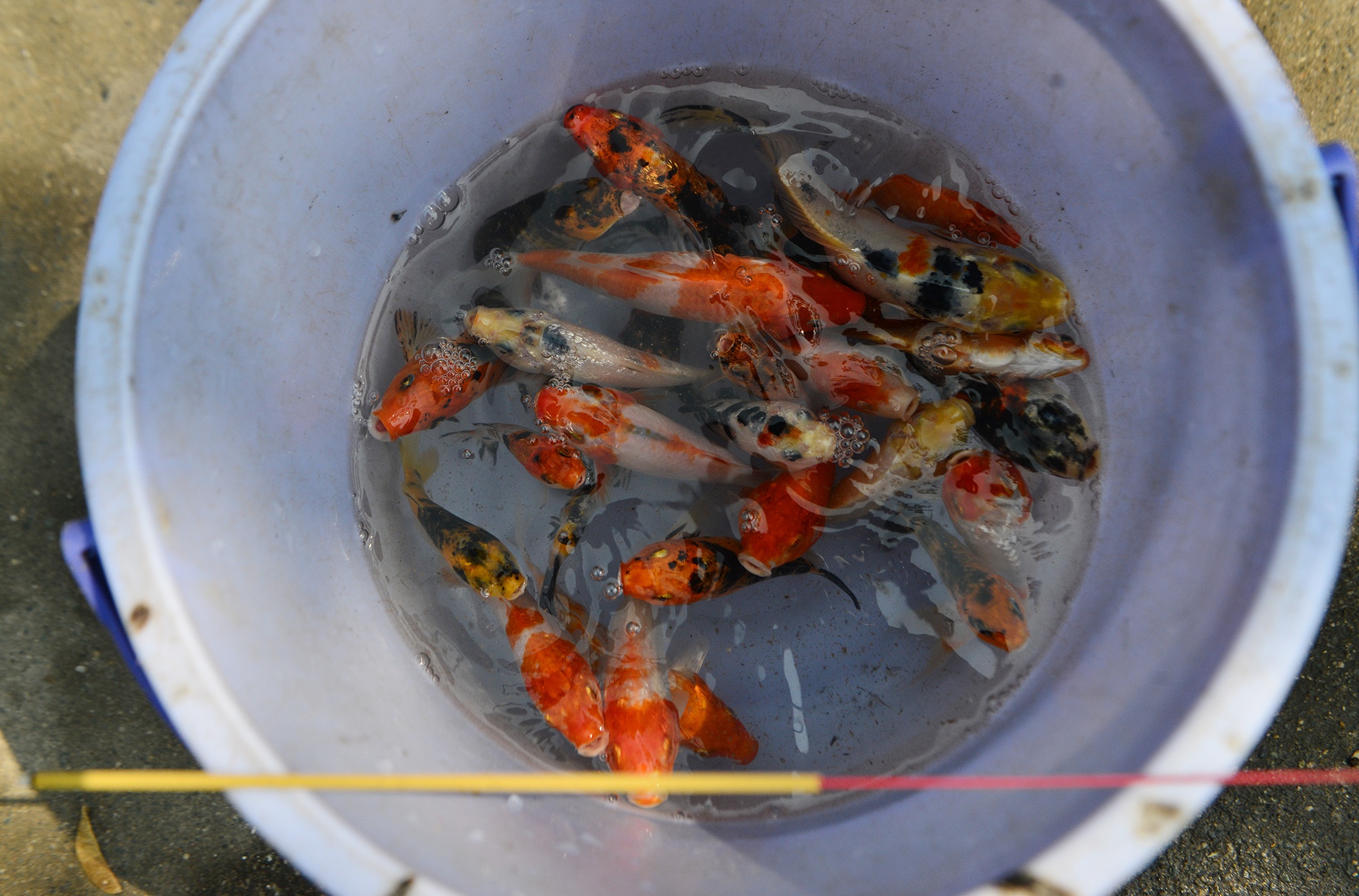 bat ca phong sinh ban ngay truoc cong chua anh 2