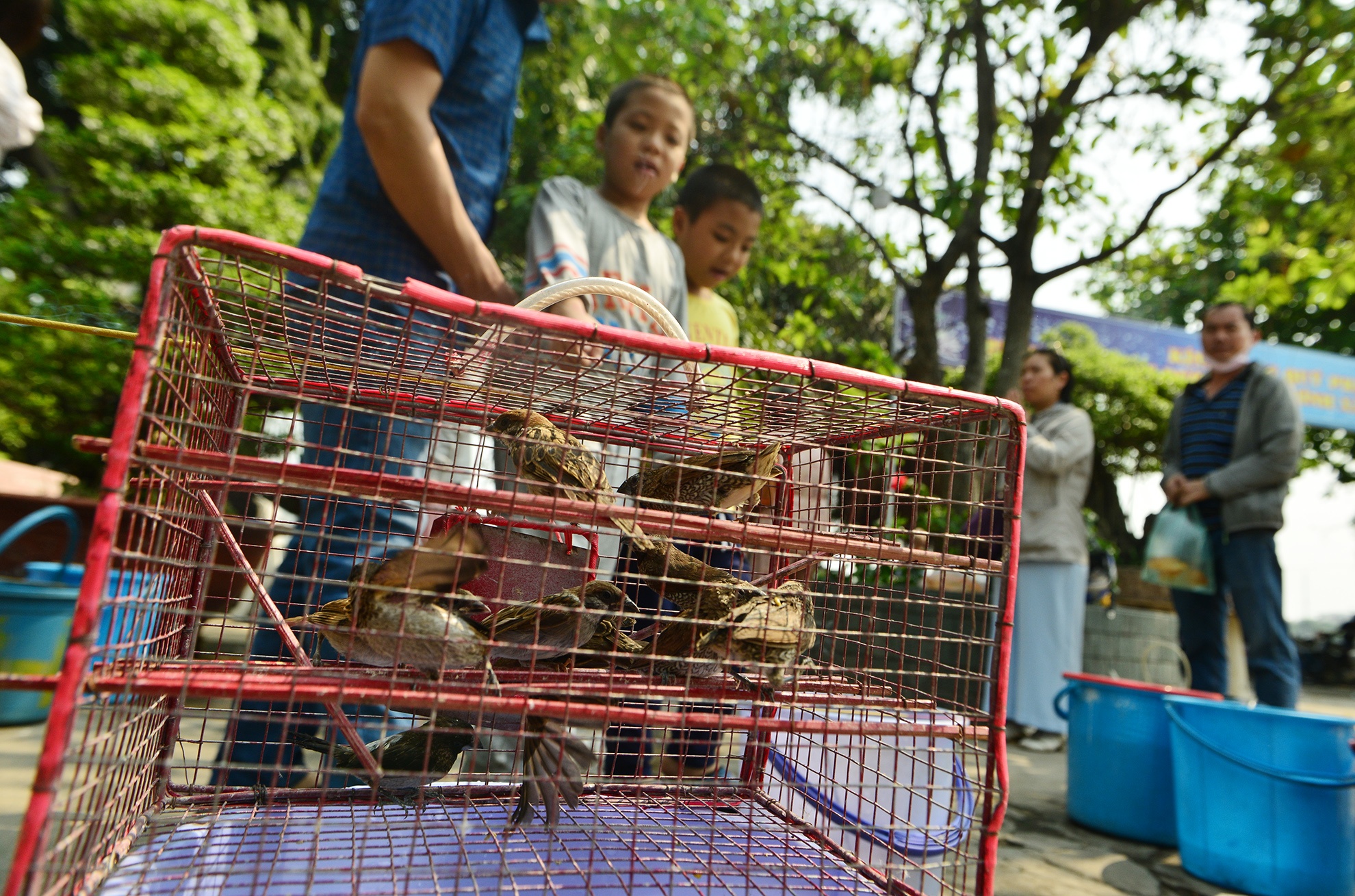bat ca phong sinh ban ngay truoc cong chua anh 3