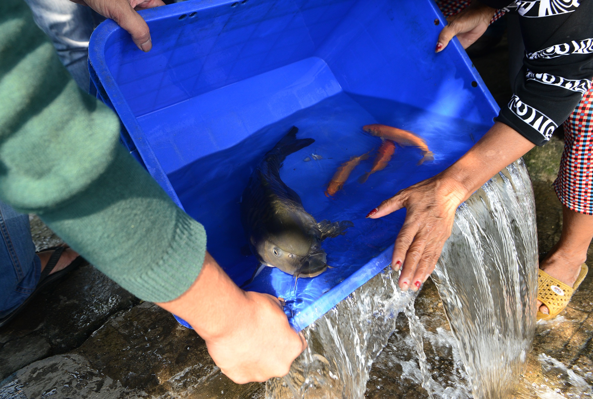 bat ca phong sinh ban ngay truoc cong chua anh 6
