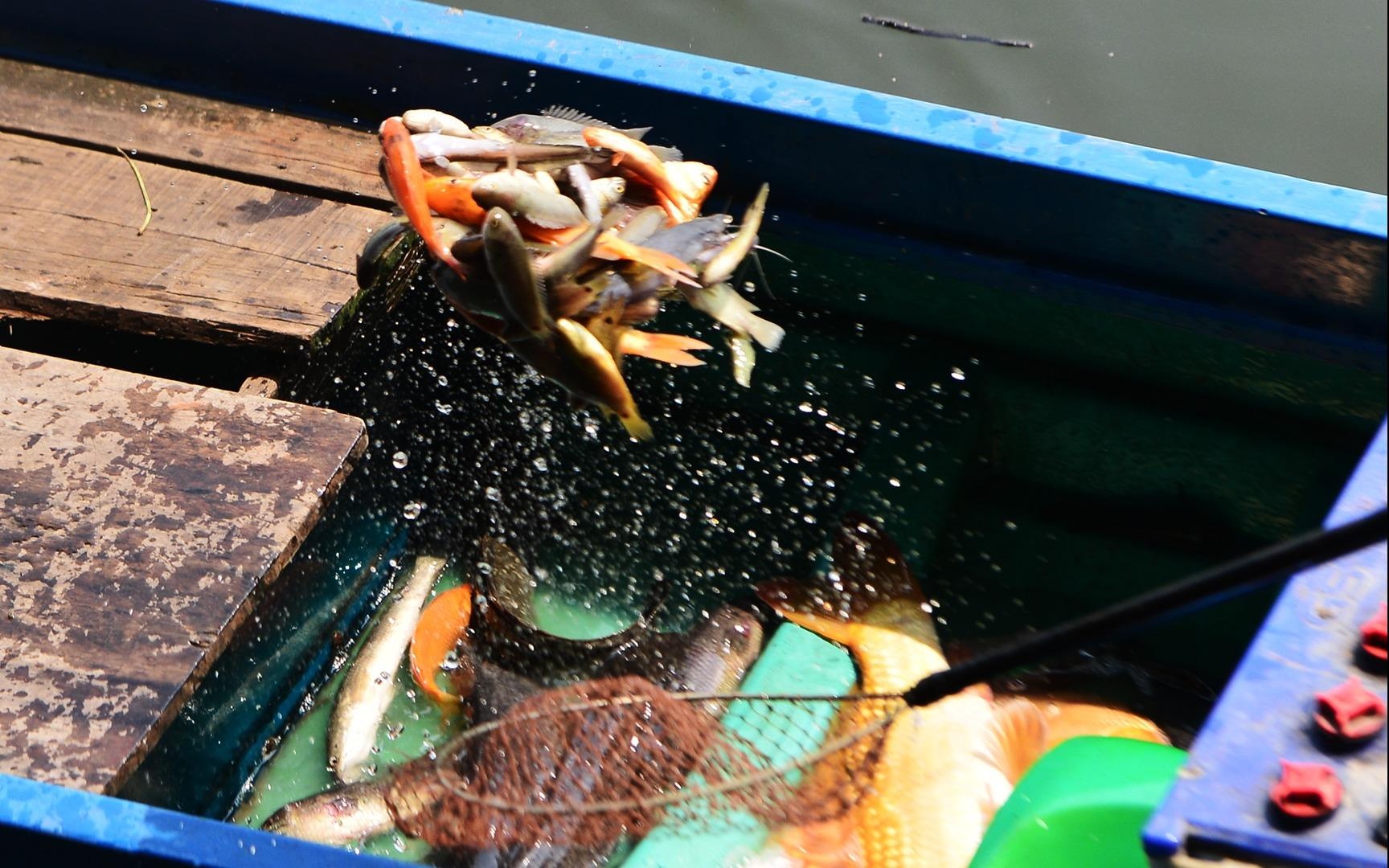 Chich dien ca phong sinh mang toi cong chua ban quay vong hinh anh