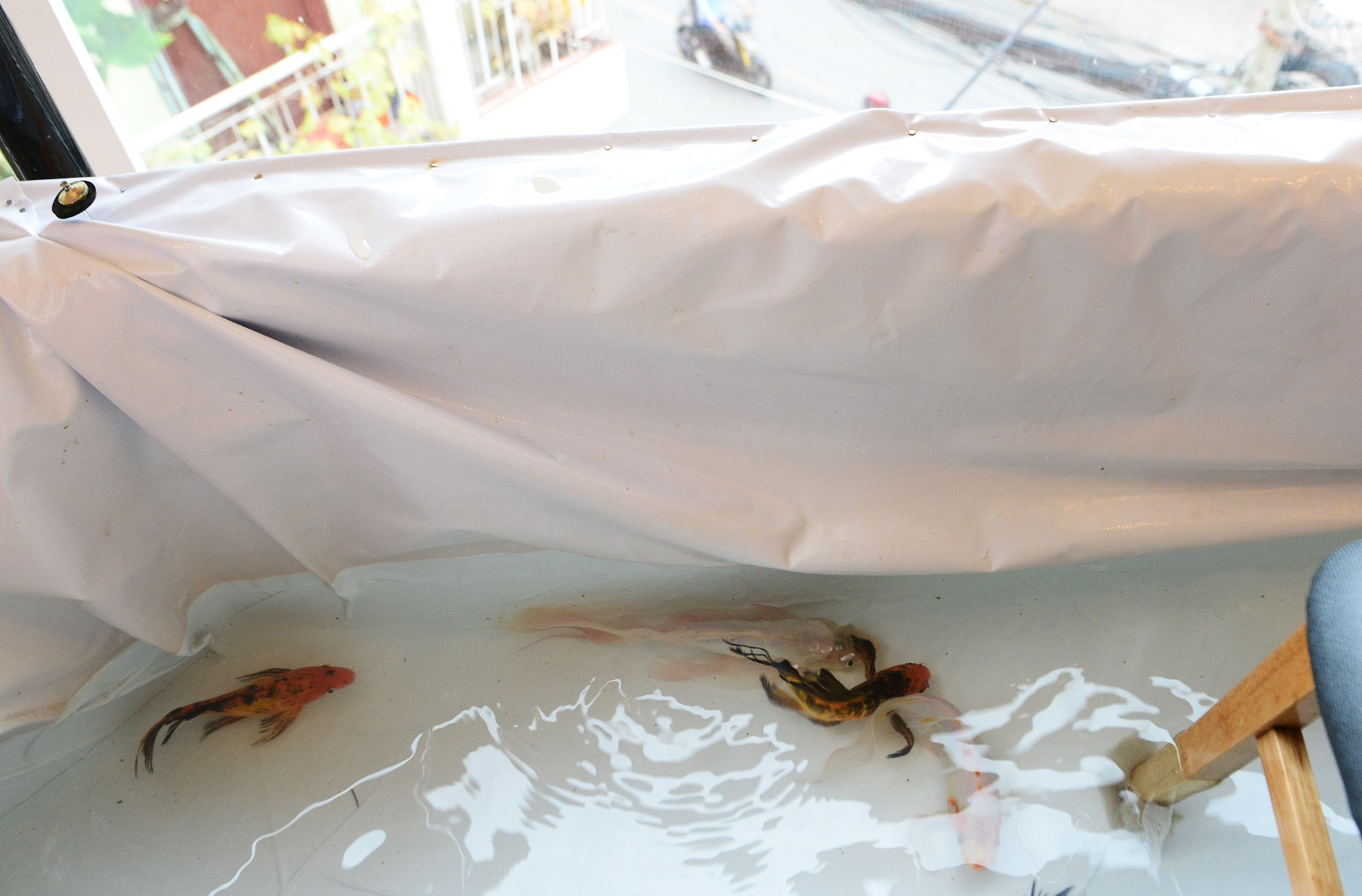 vua uong ca phe vua ngam ca boi loi o Sai Gon anh 4