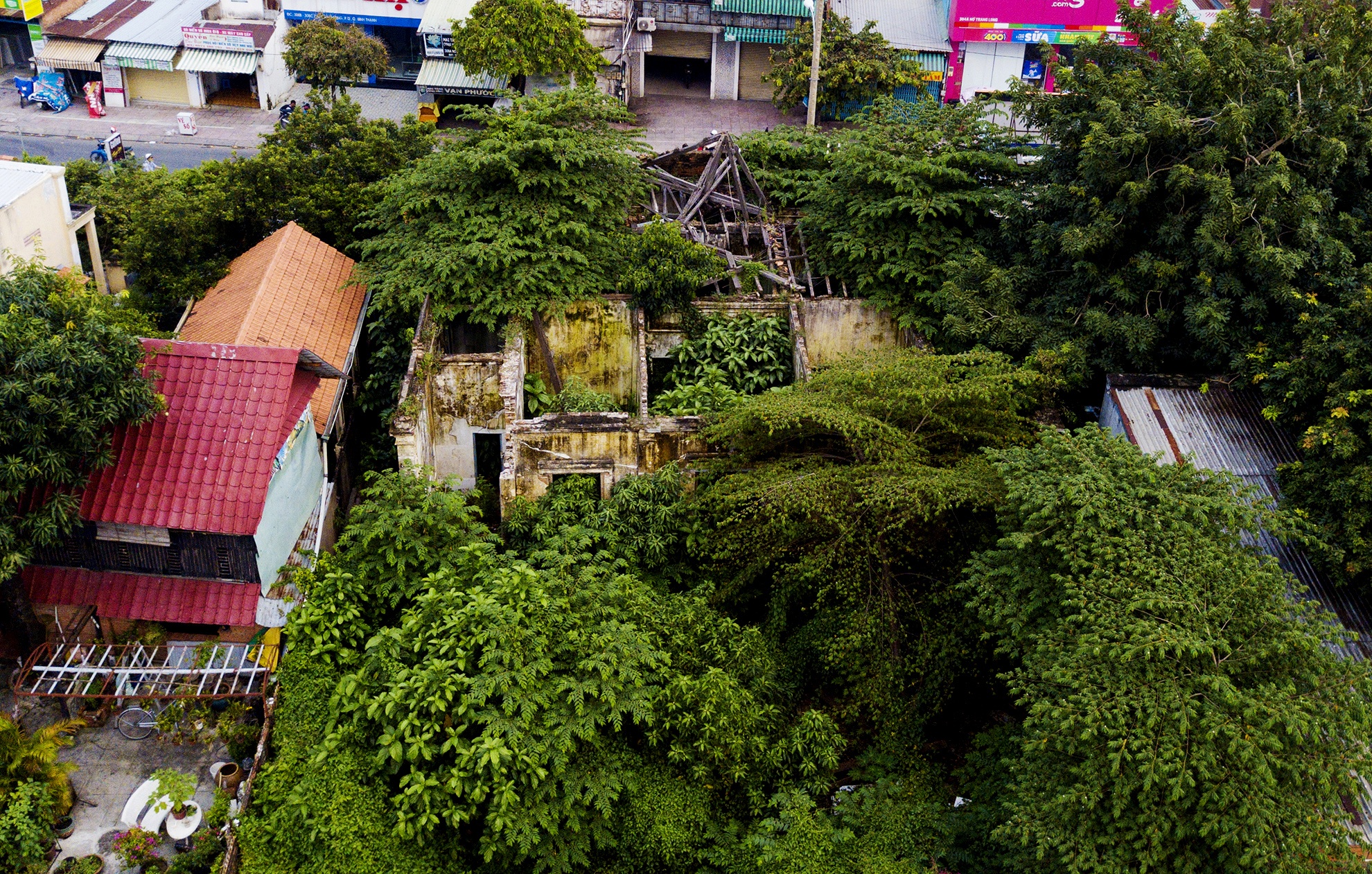 Cay dai bao trum biet thu gan 100 tuoi bo hoang anh 12