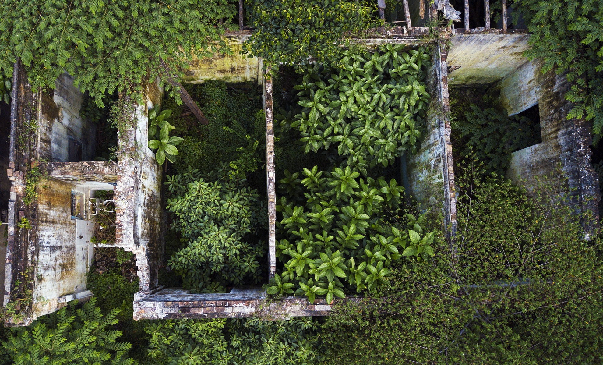 Cay dai bao trum biet thu gan 100 tuoi bo hoang anh 6