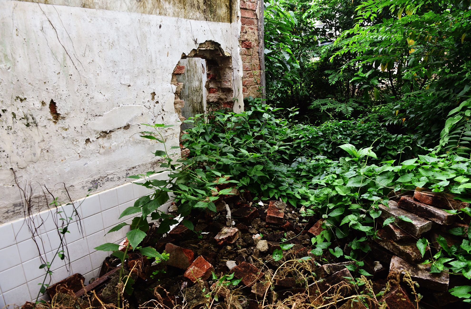 Cay dai bao trum biet thu gan 100 tuoi bo hoang anh 15