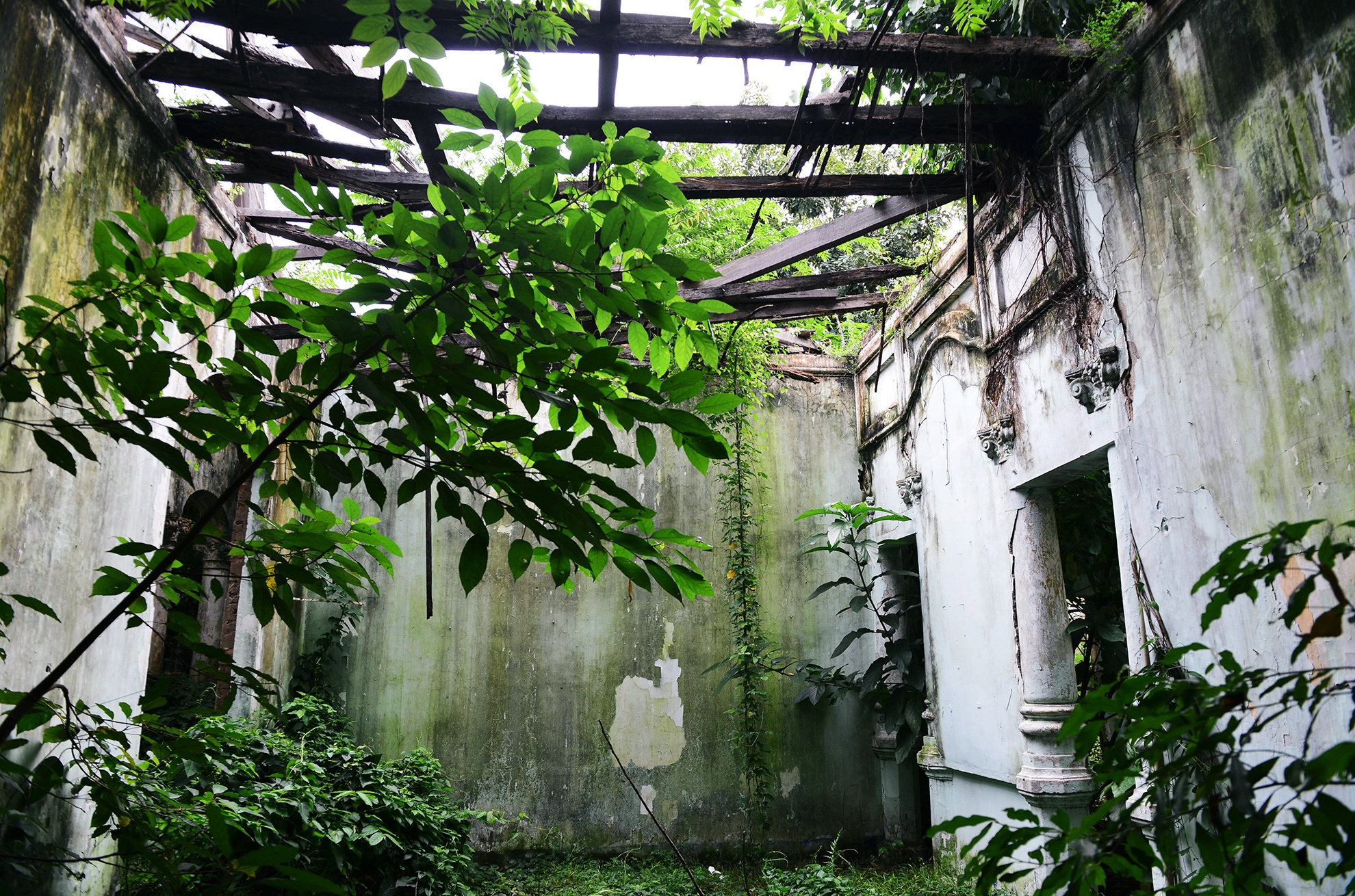 Cay dai bao trum biet thu gan 100 tuoi bo hoang anh 16