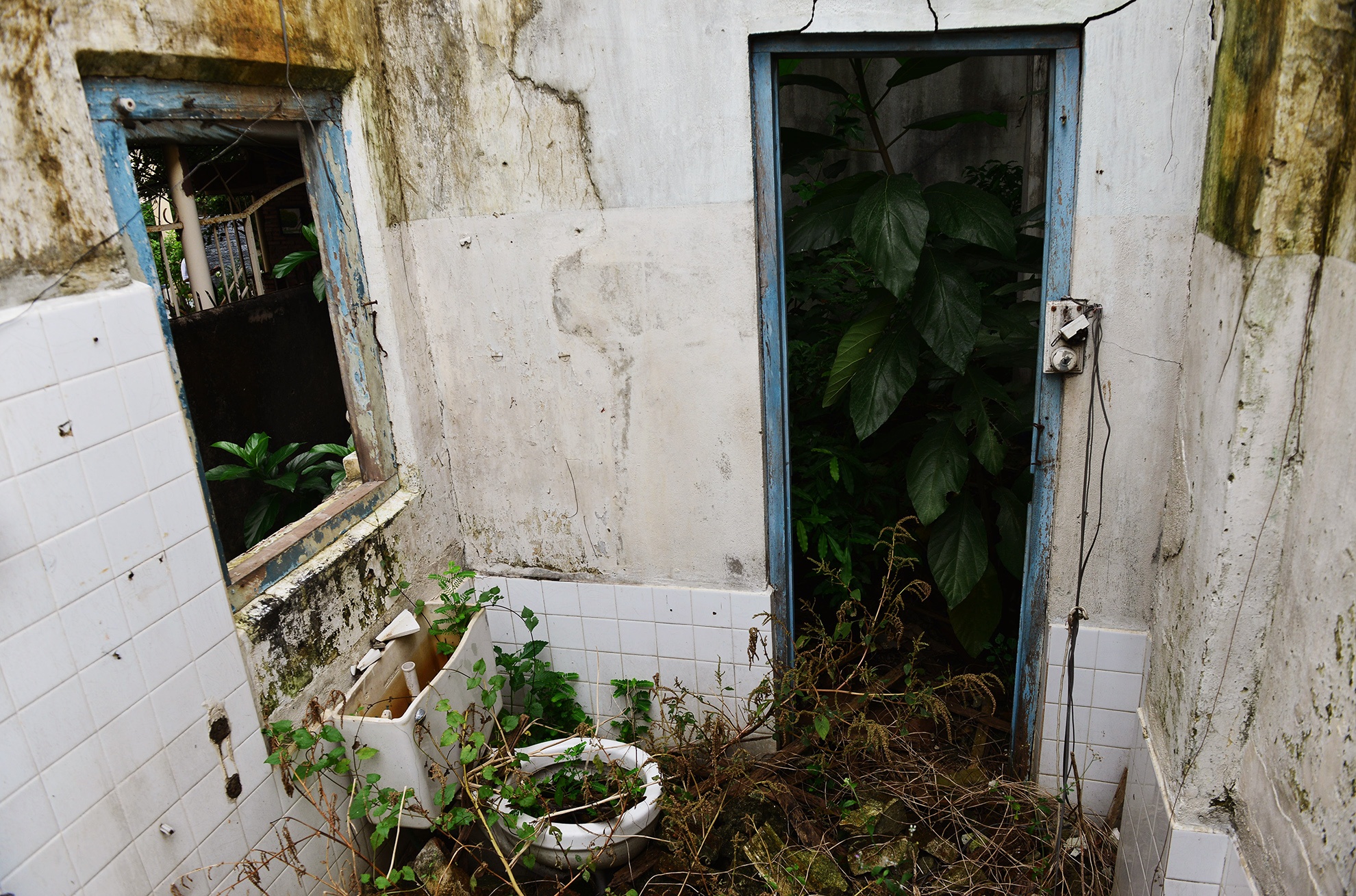 Cay dai bao trum biet thu gan 100 tuoi bo hoang anh 17