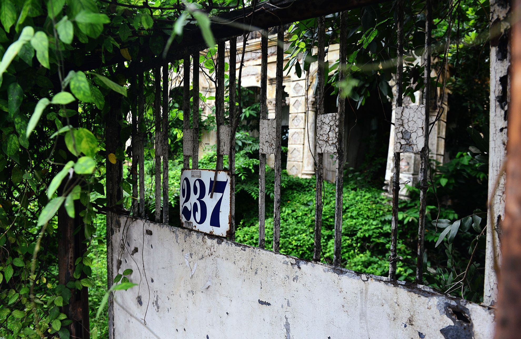 Cay dai bao trum biet thu gan 100 tuoi bo hoang anh 18