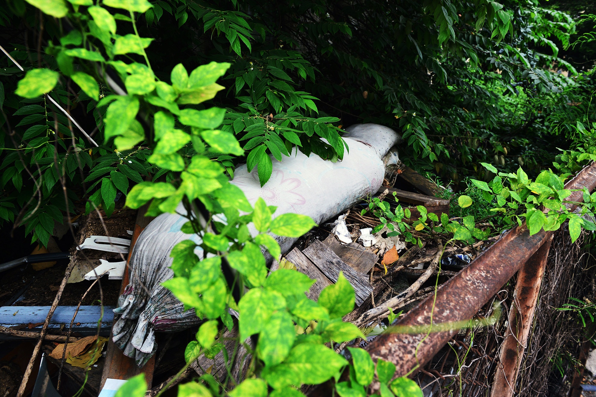 Cay dai bao trum biet thu gan 100 tuoi bo hoang anh 19