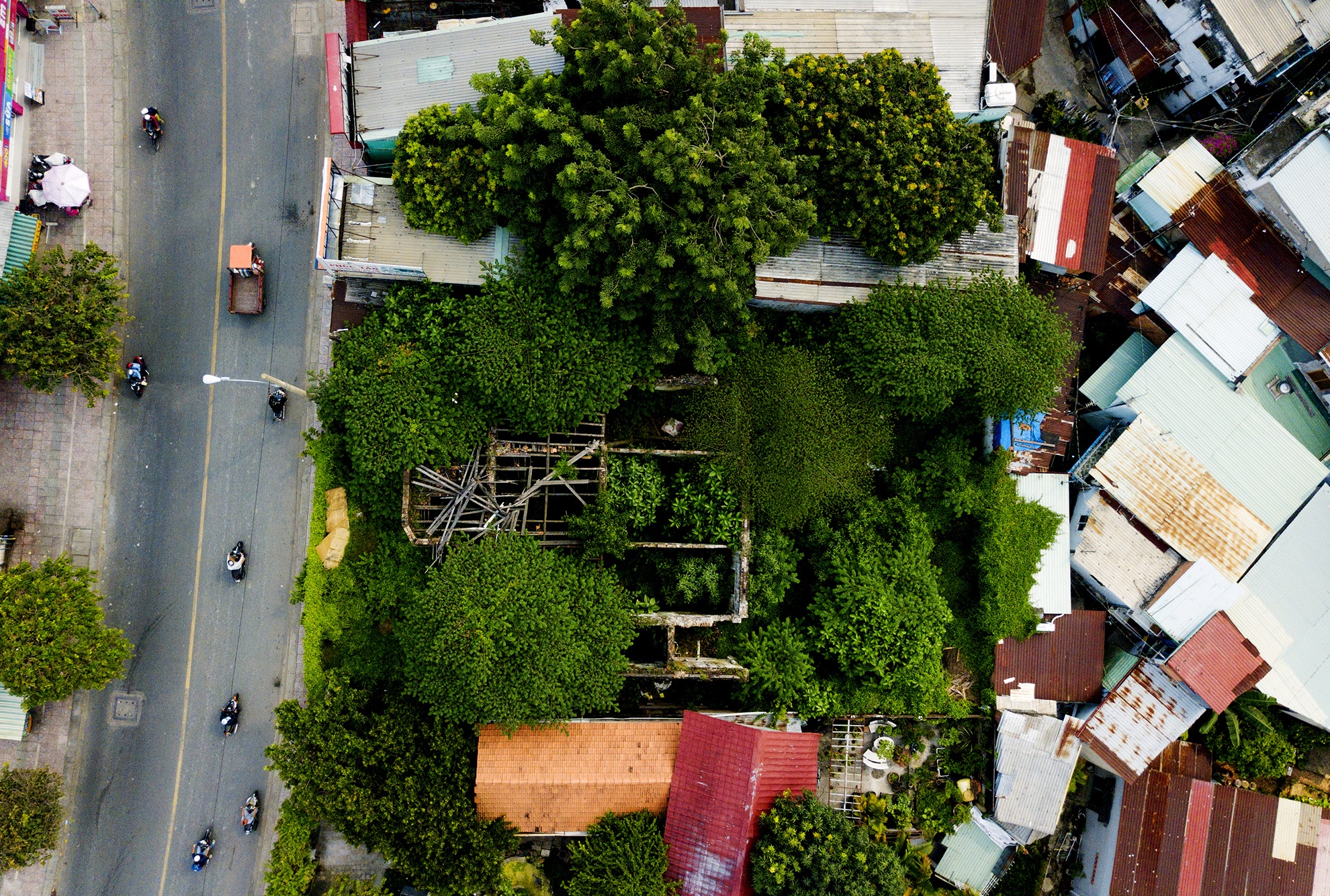 Cay dai bao trum biet thu gan 100 tuoi bo hoang anh 4