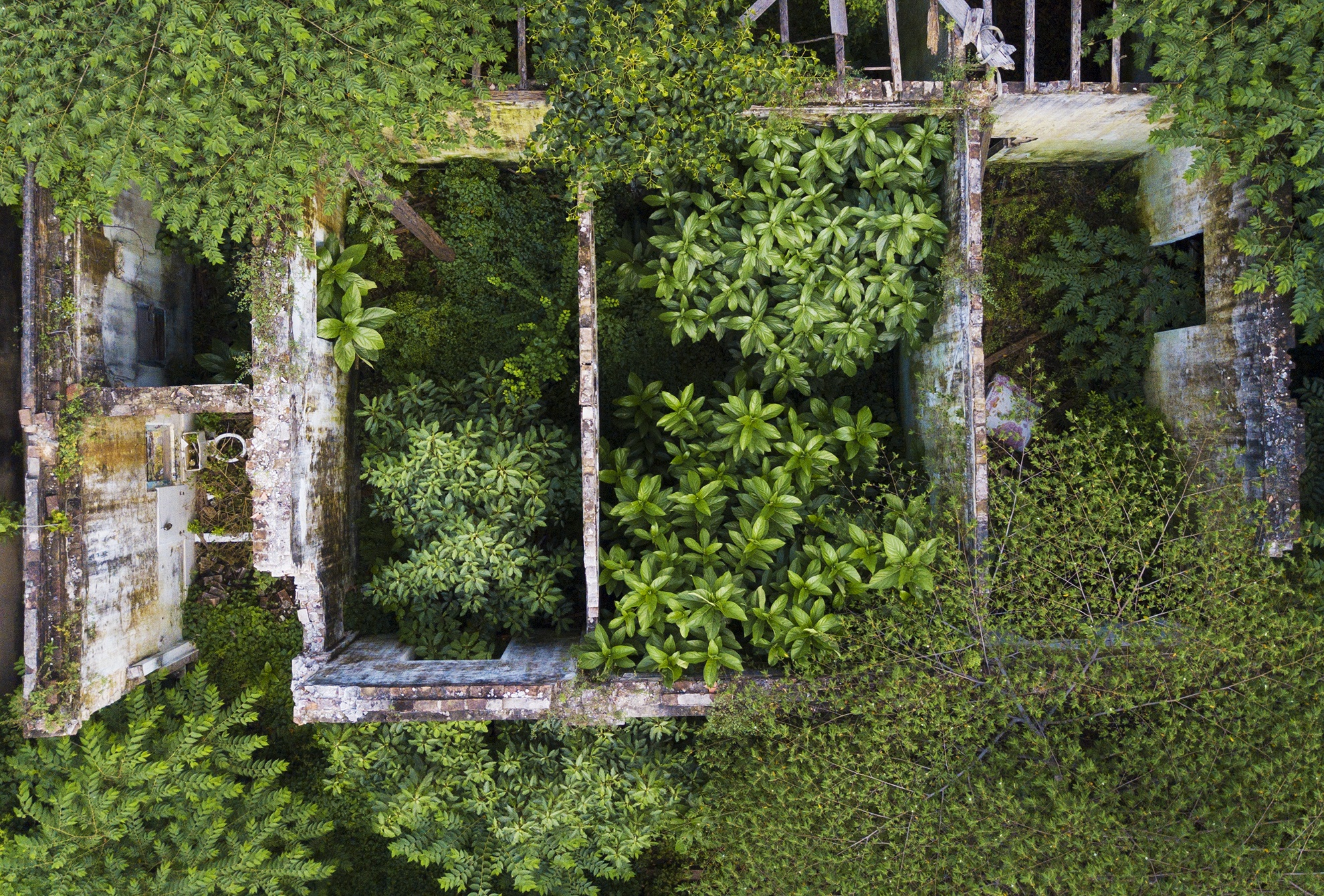 Canh u am ben trong biet thu 100 tuoi bi bo hoang giua Sai Gon hinh anh