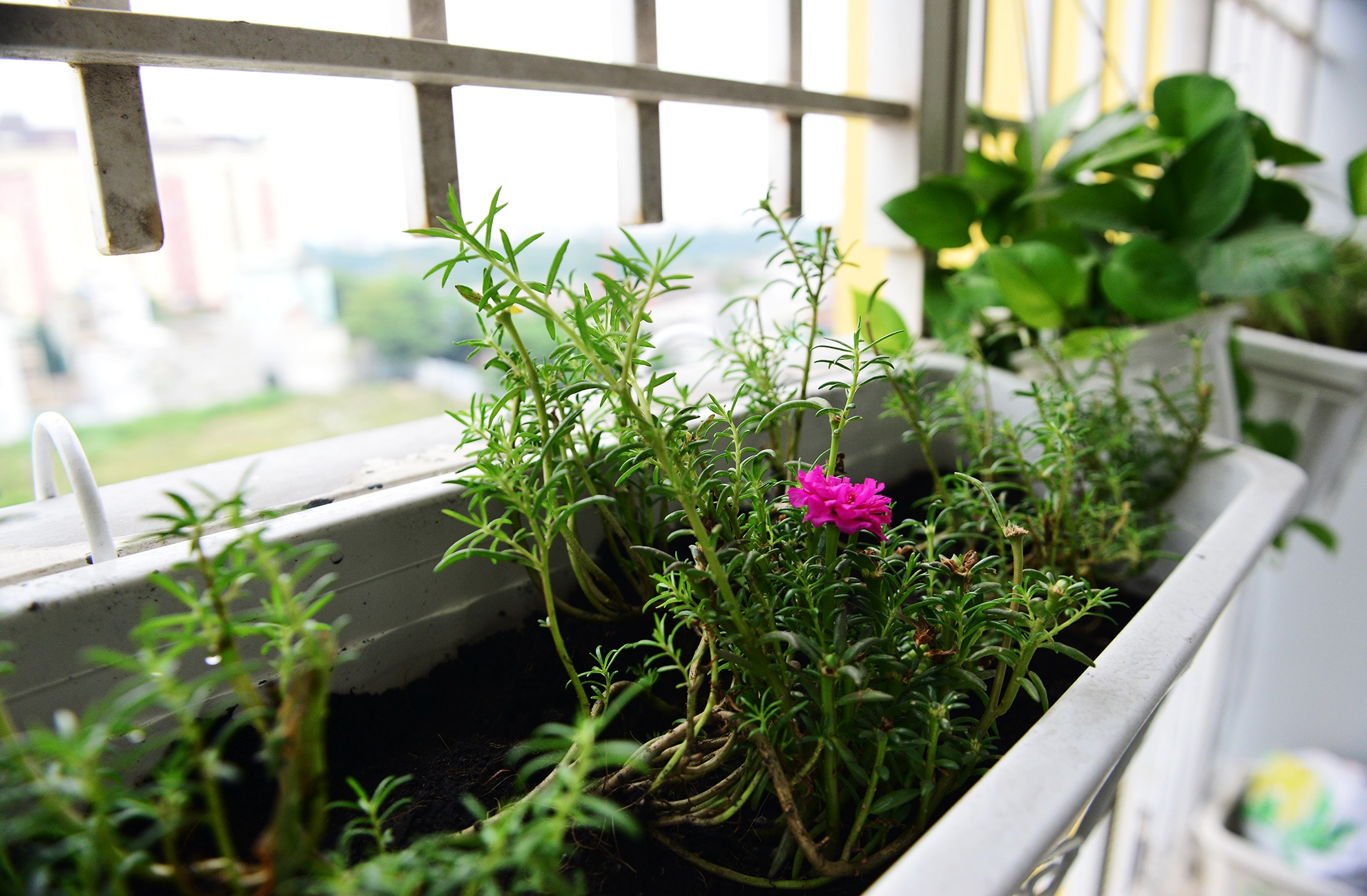 Cu dan Carina tro ve nha sau vu chay tham khoc anh 6