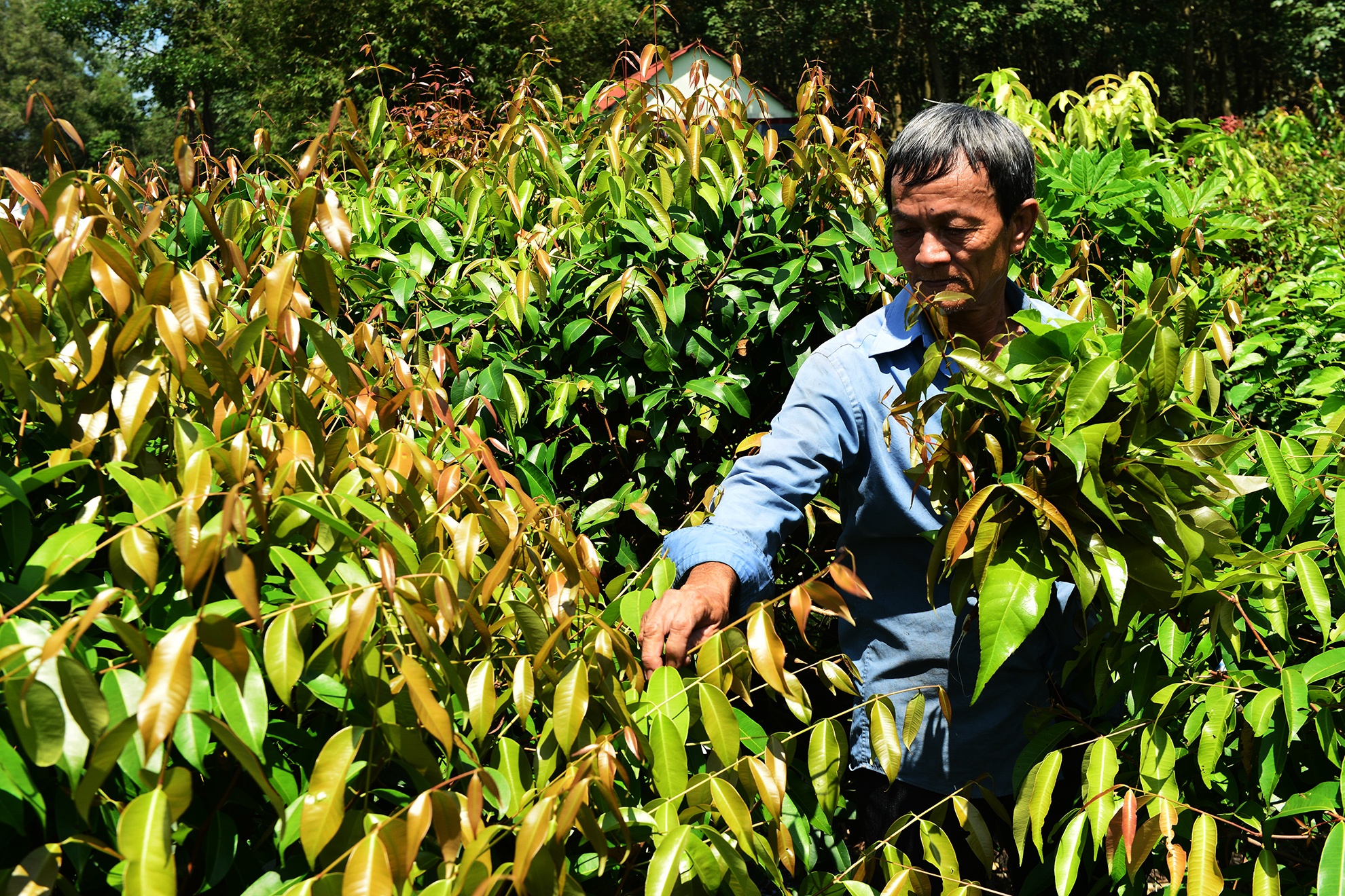 du lich Tay Ninh tu TP.HCM anh 5